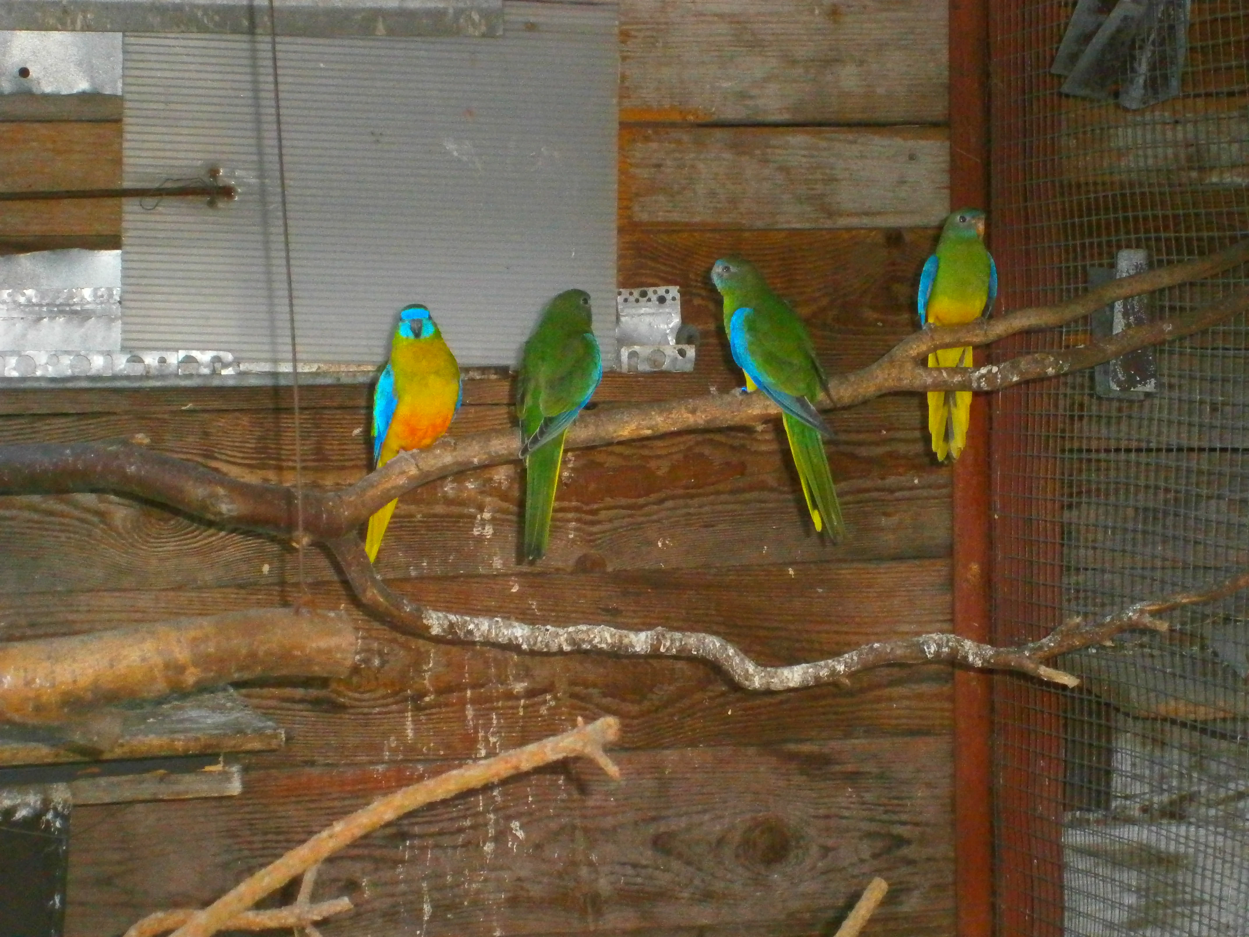 Prodám poslední samičku Neofémy Tyrkysové přírodní