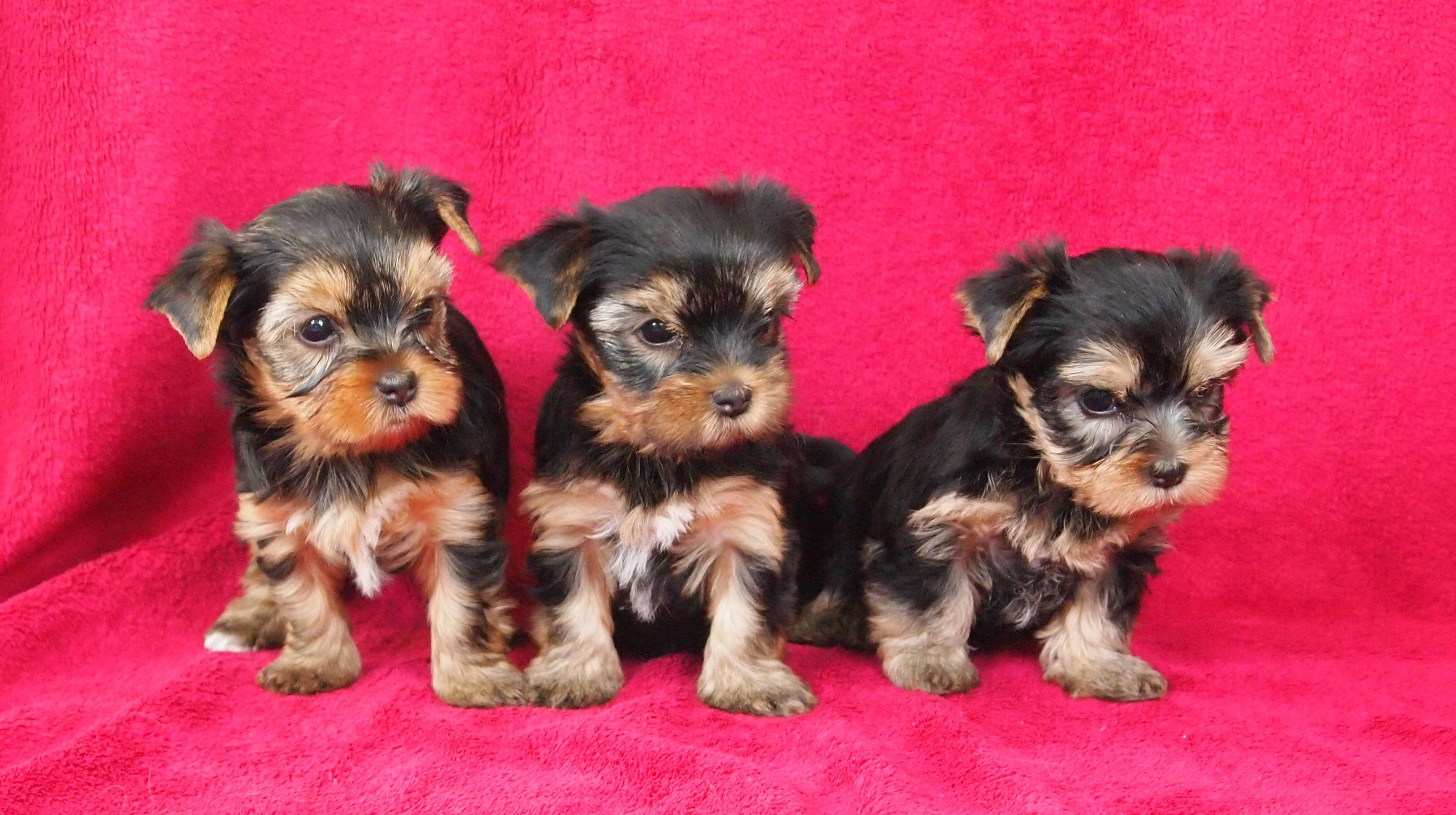 Jorkšírský teriér s PP FCI