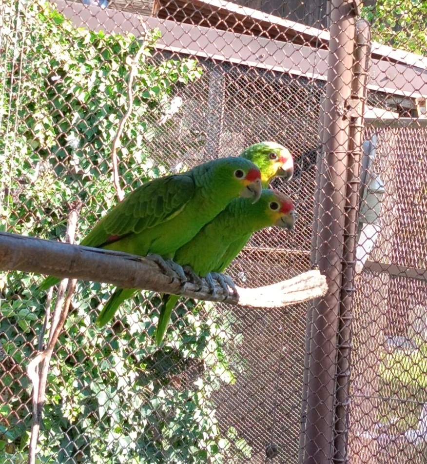 Amazoňan žlutolící,  odchov pod rodiči 2025,