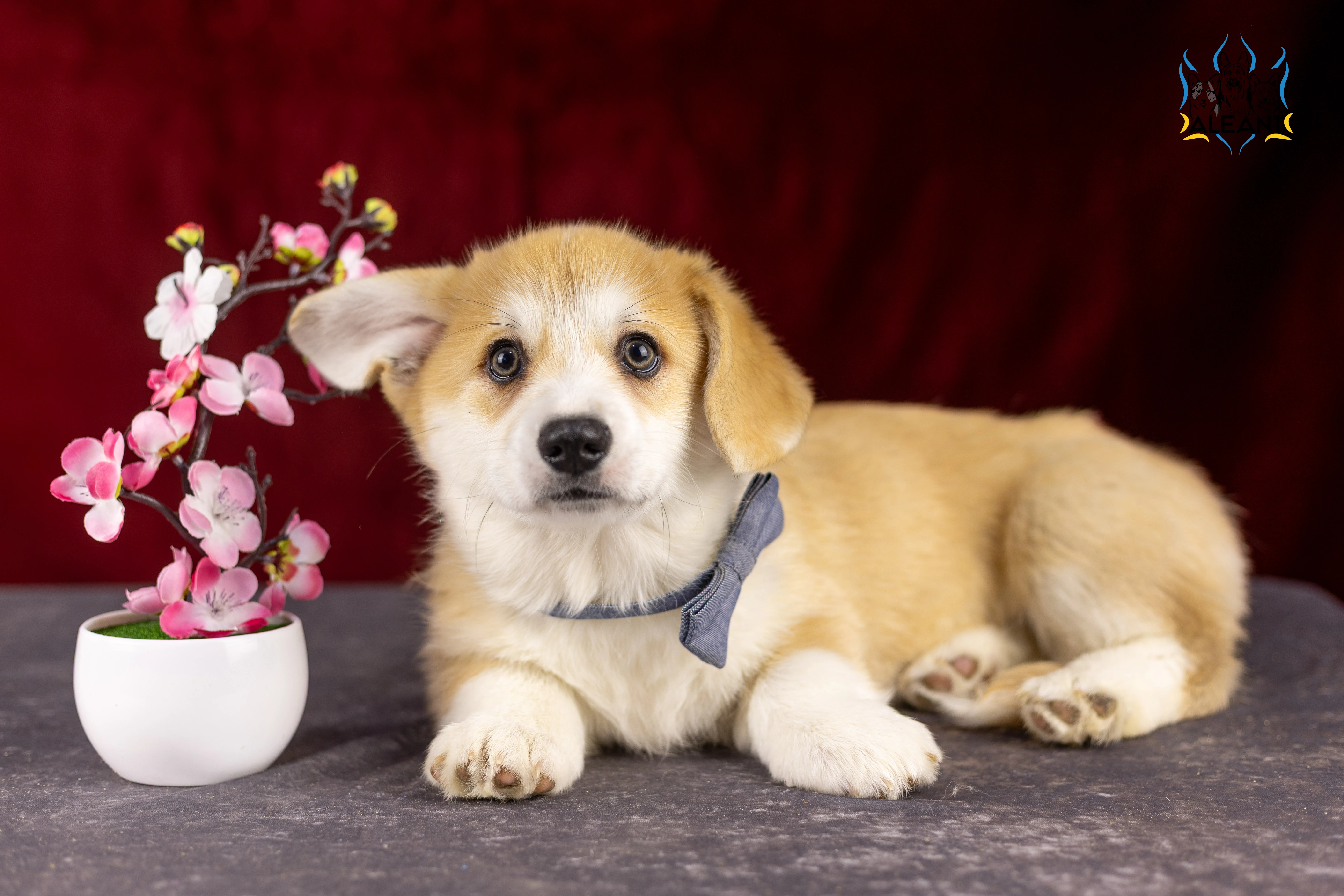 Štěňata welsh corgi pembroke
