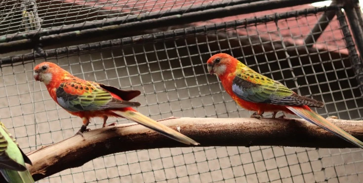 Rozela pestrá červená