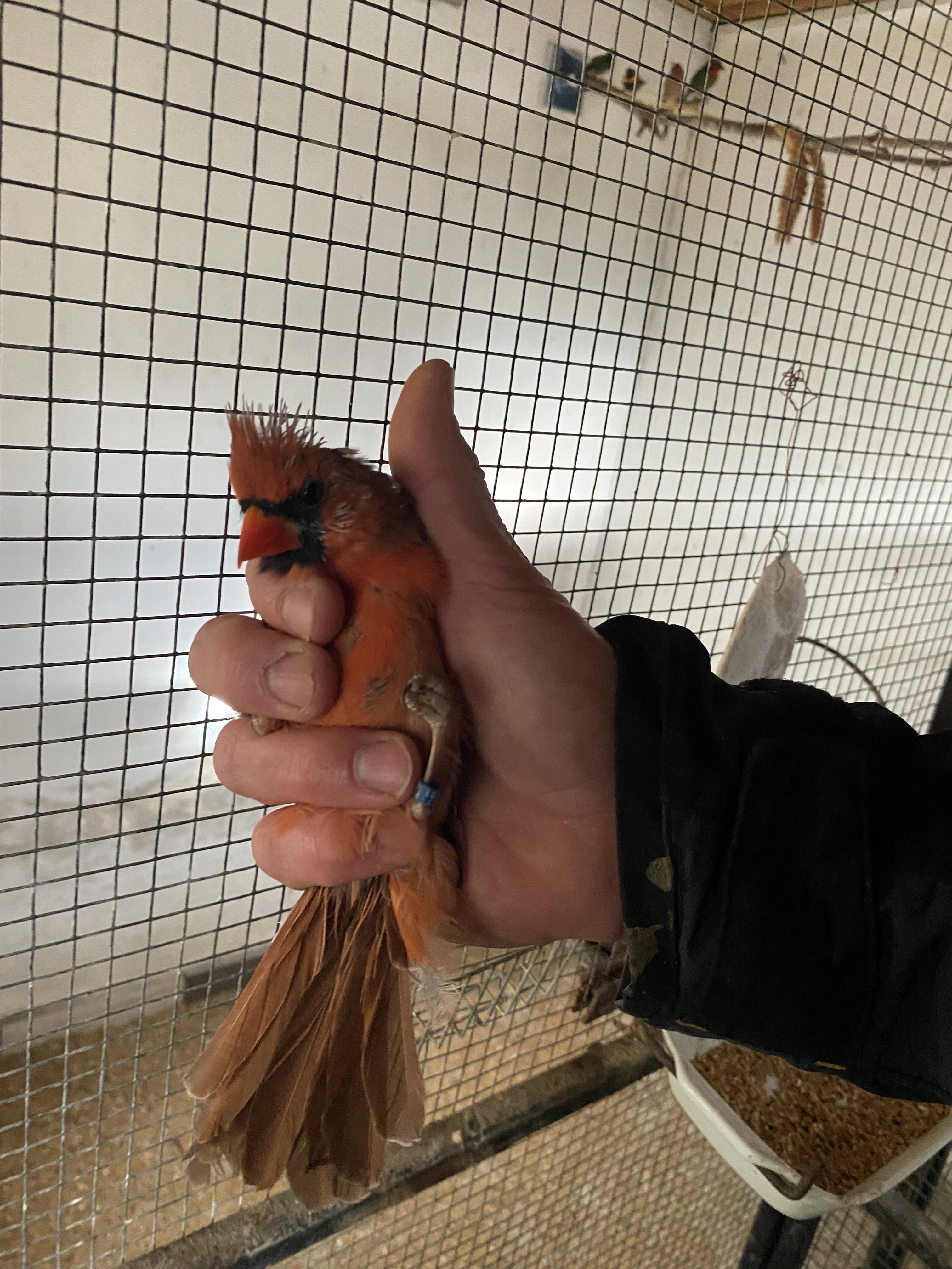 Kardinál šedý a červený