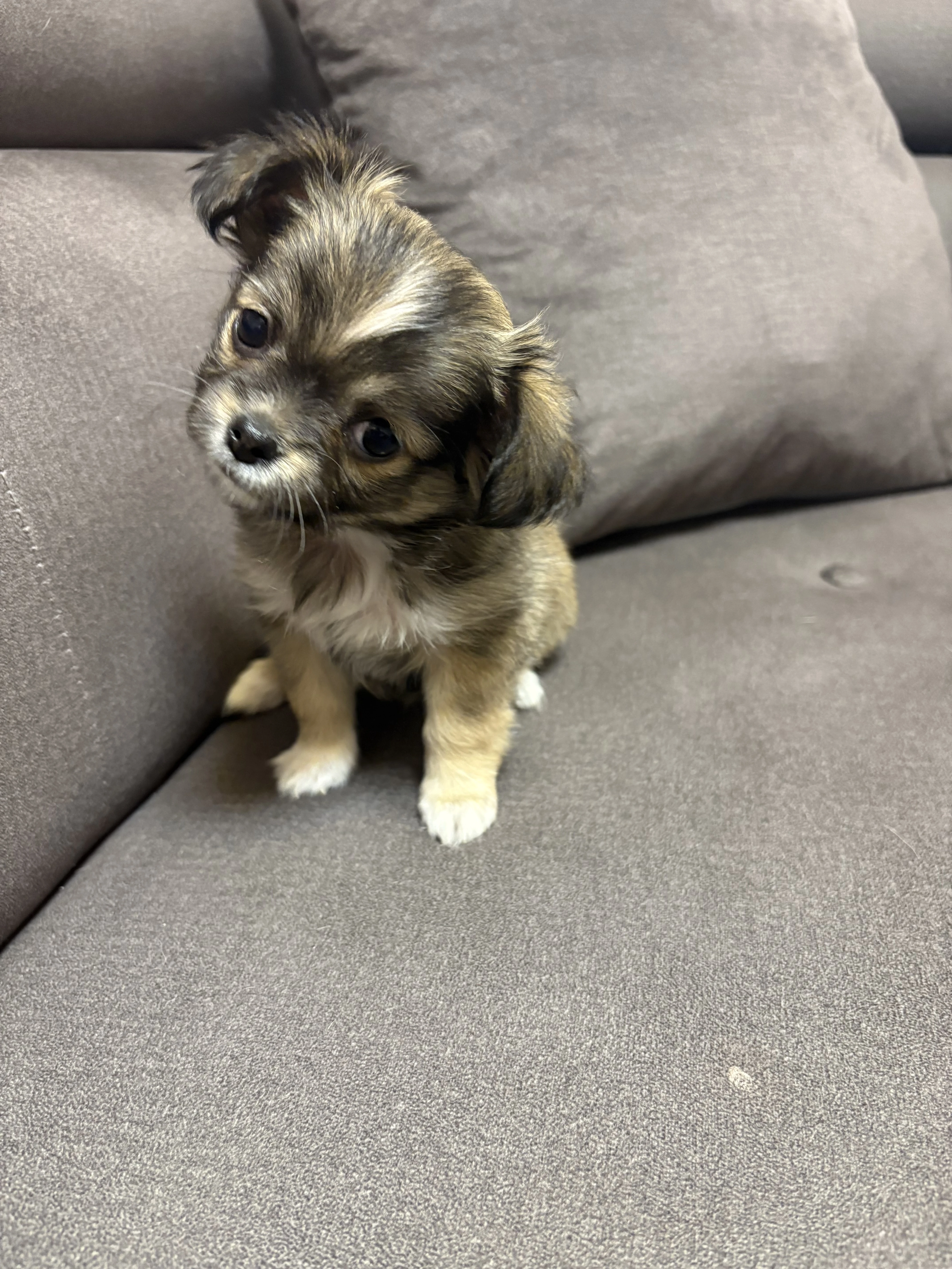 Fenky bez PP, v typu čivavy