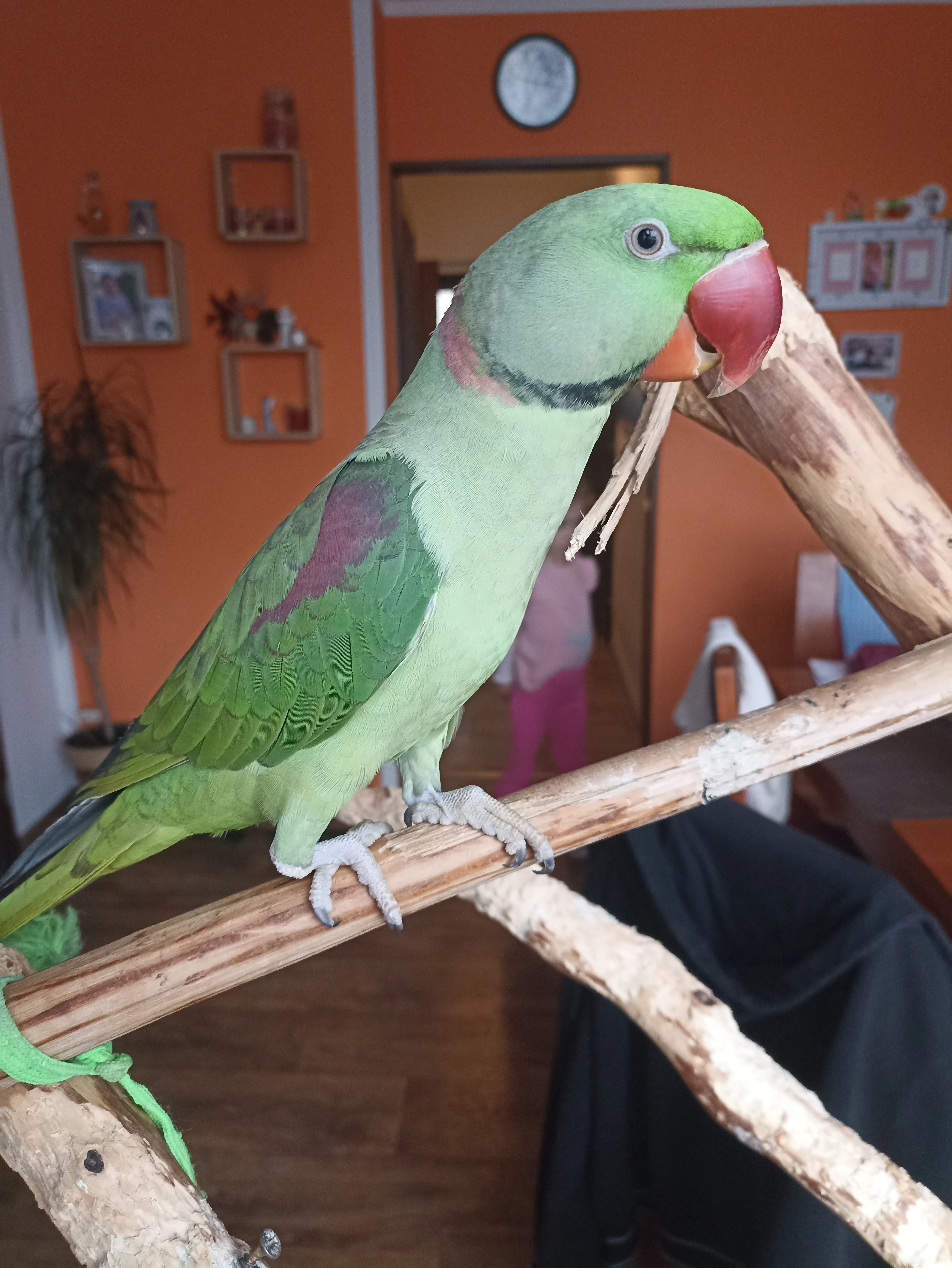 Prodám Alexandra velkého