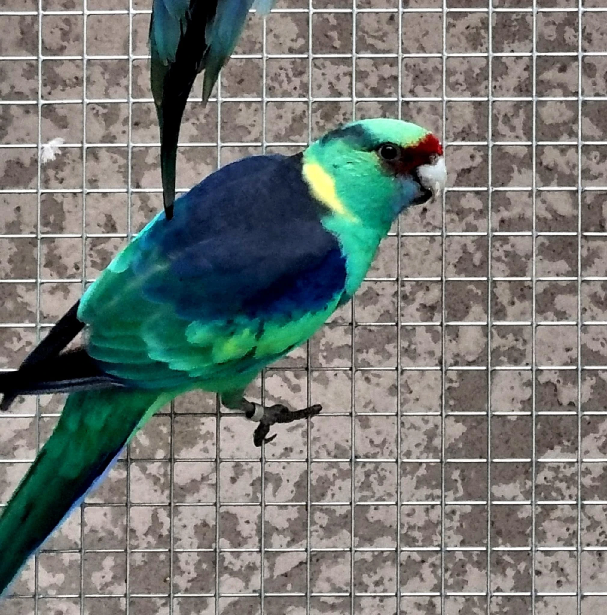 Barnard červenočelý / modrá