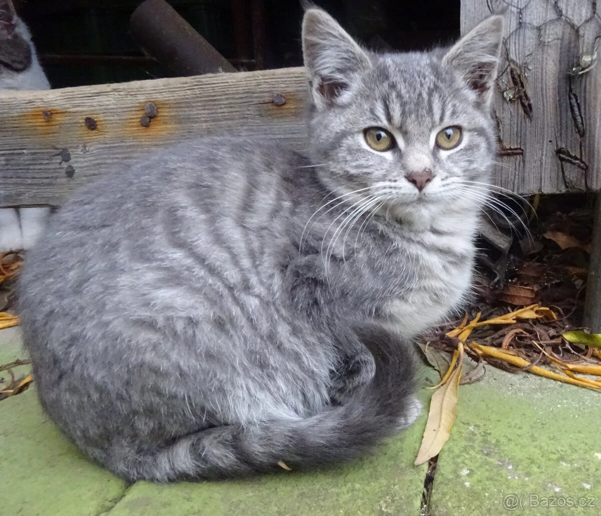 Nabízím krátkosrstou modrou kočičku