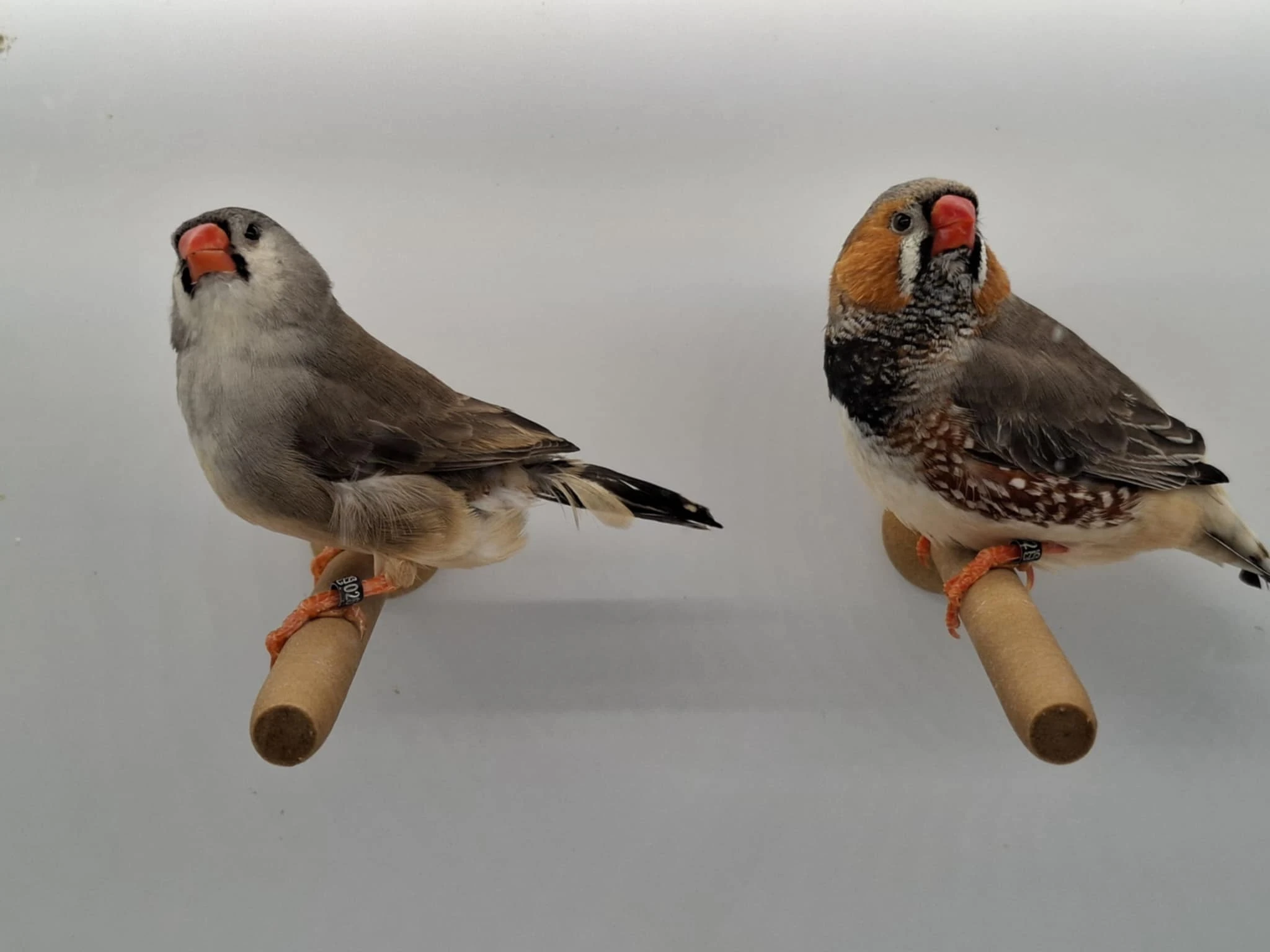 Prodám výstavní zebřičky rok 2024, 2025