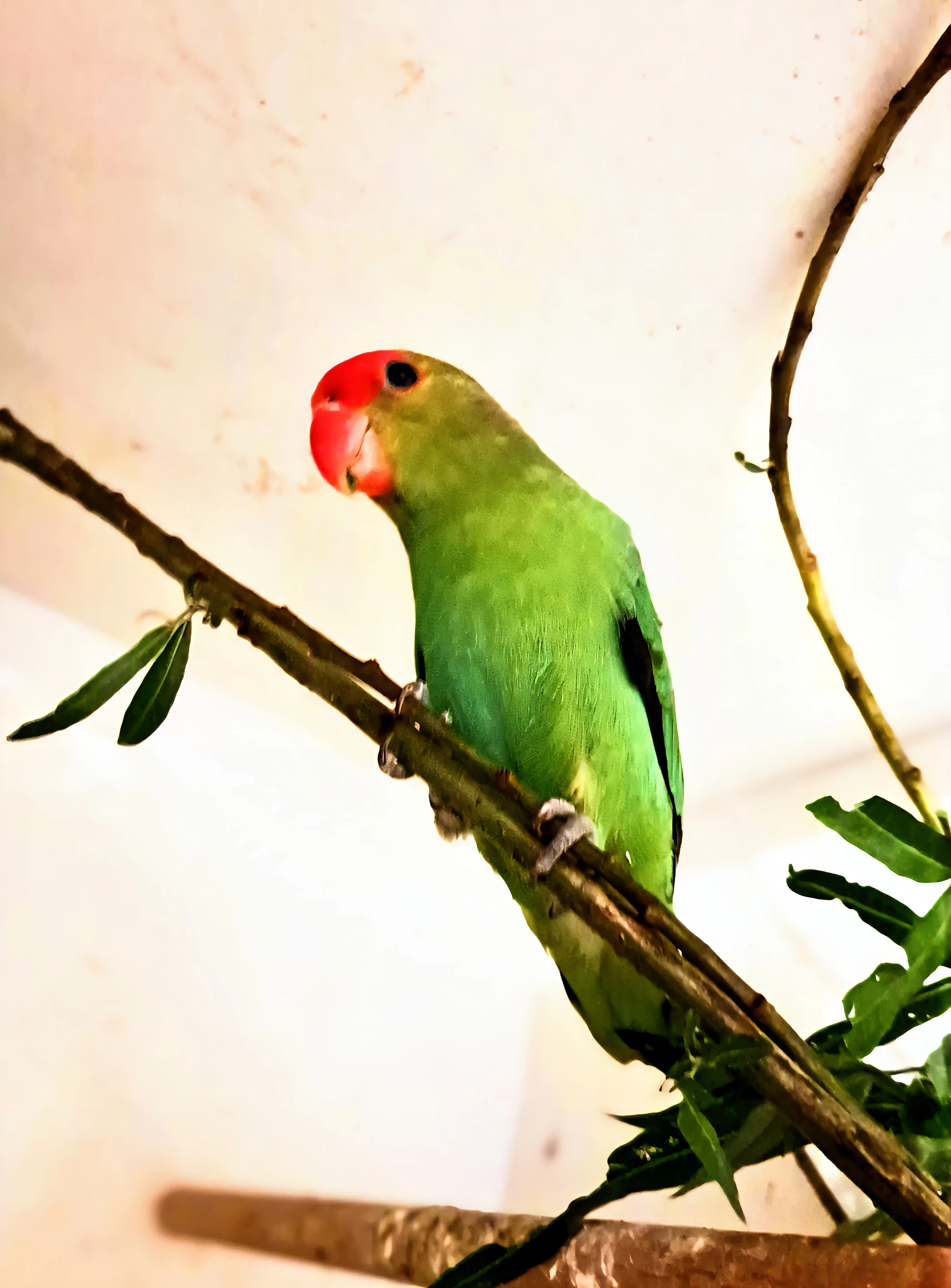 Agapornis etiopský (Agapornis taranta)pr0