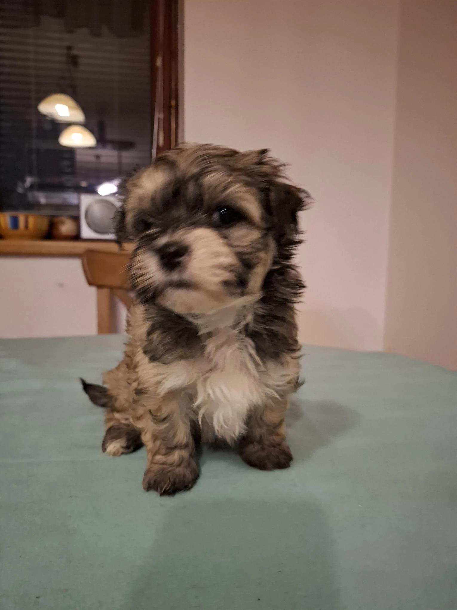 Havanský psík - štěňata s PP