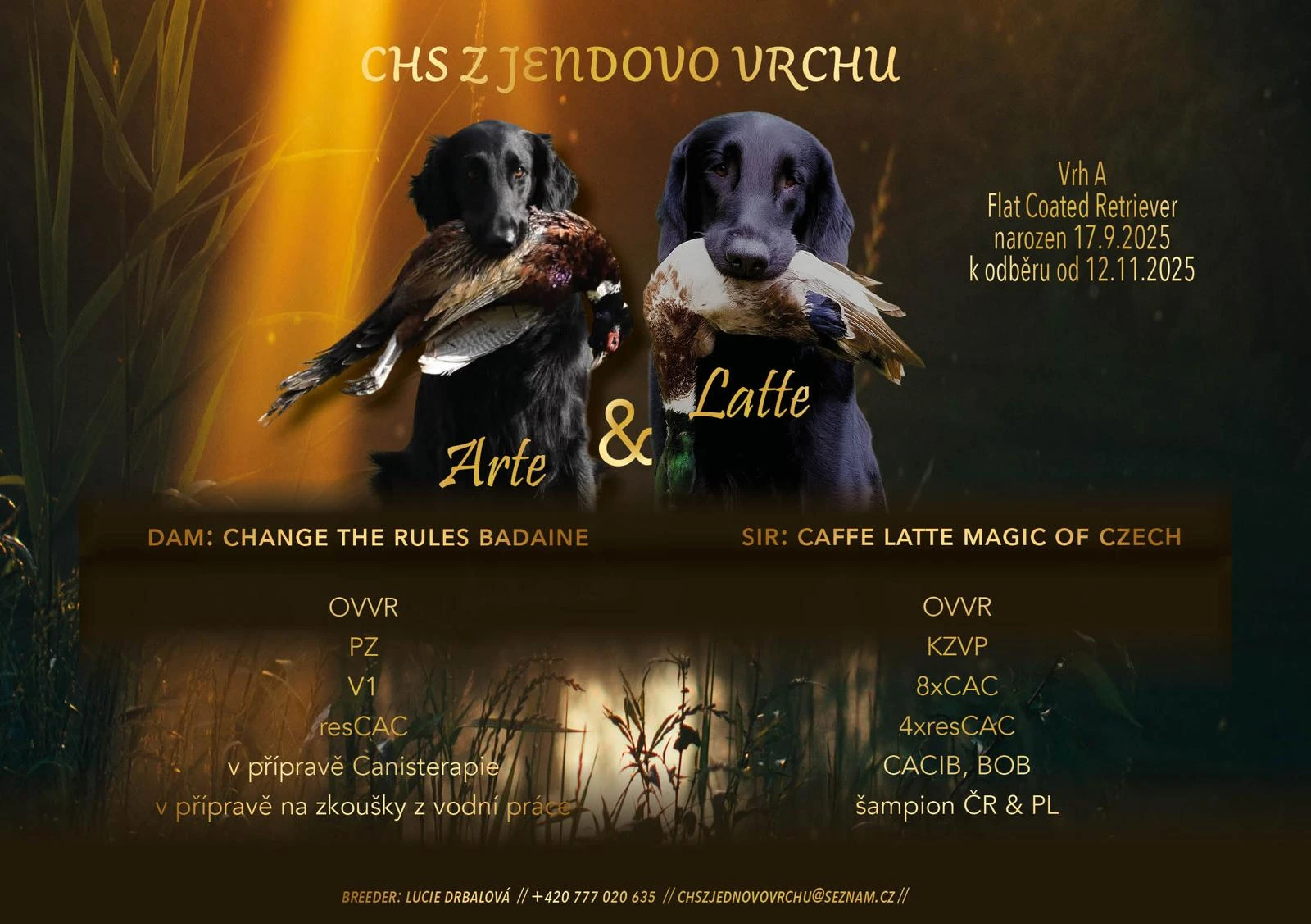 Prodám štěňátka Flat Coated retrieverů s PP