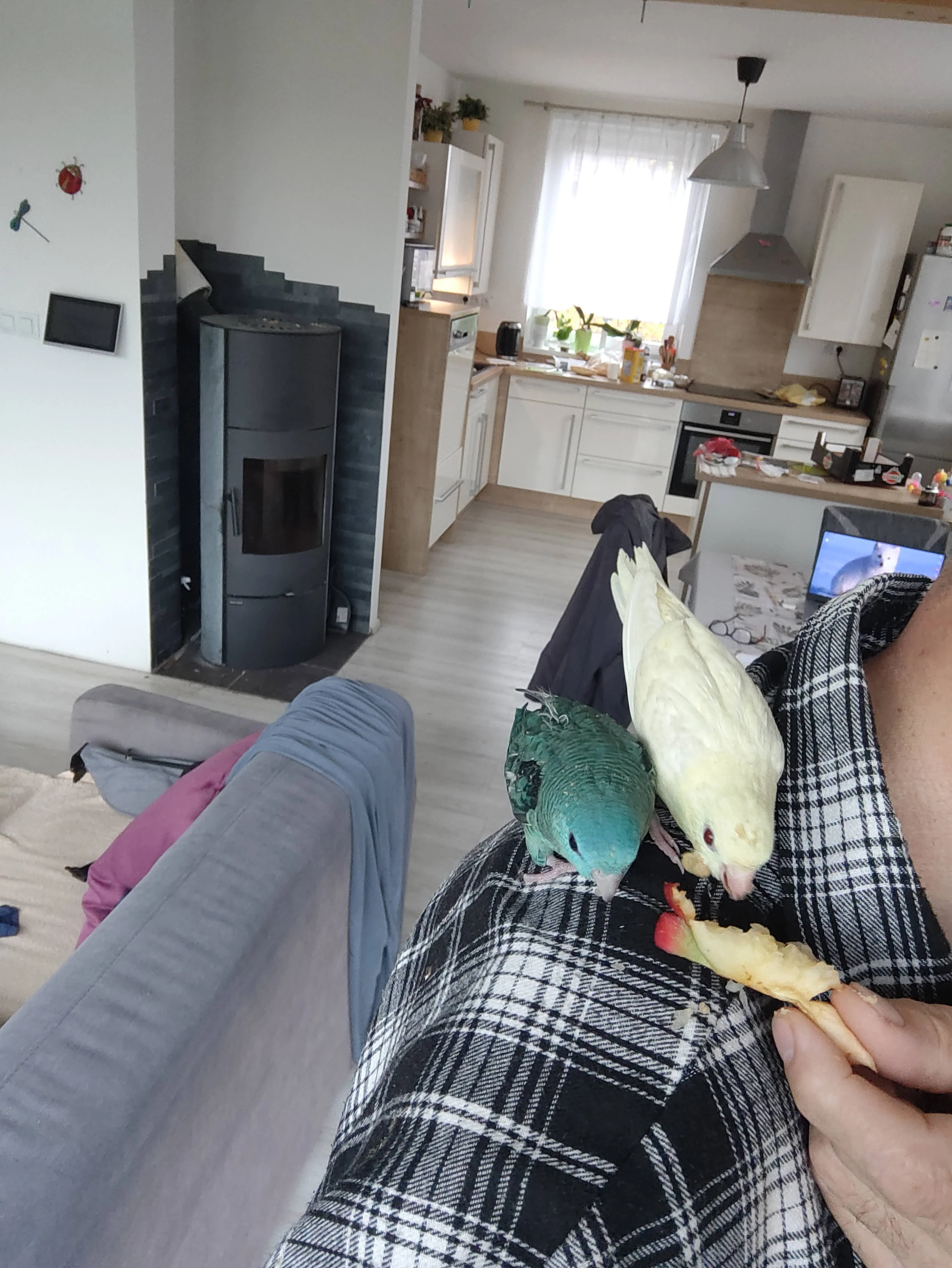 Ručně dokrmené aymary