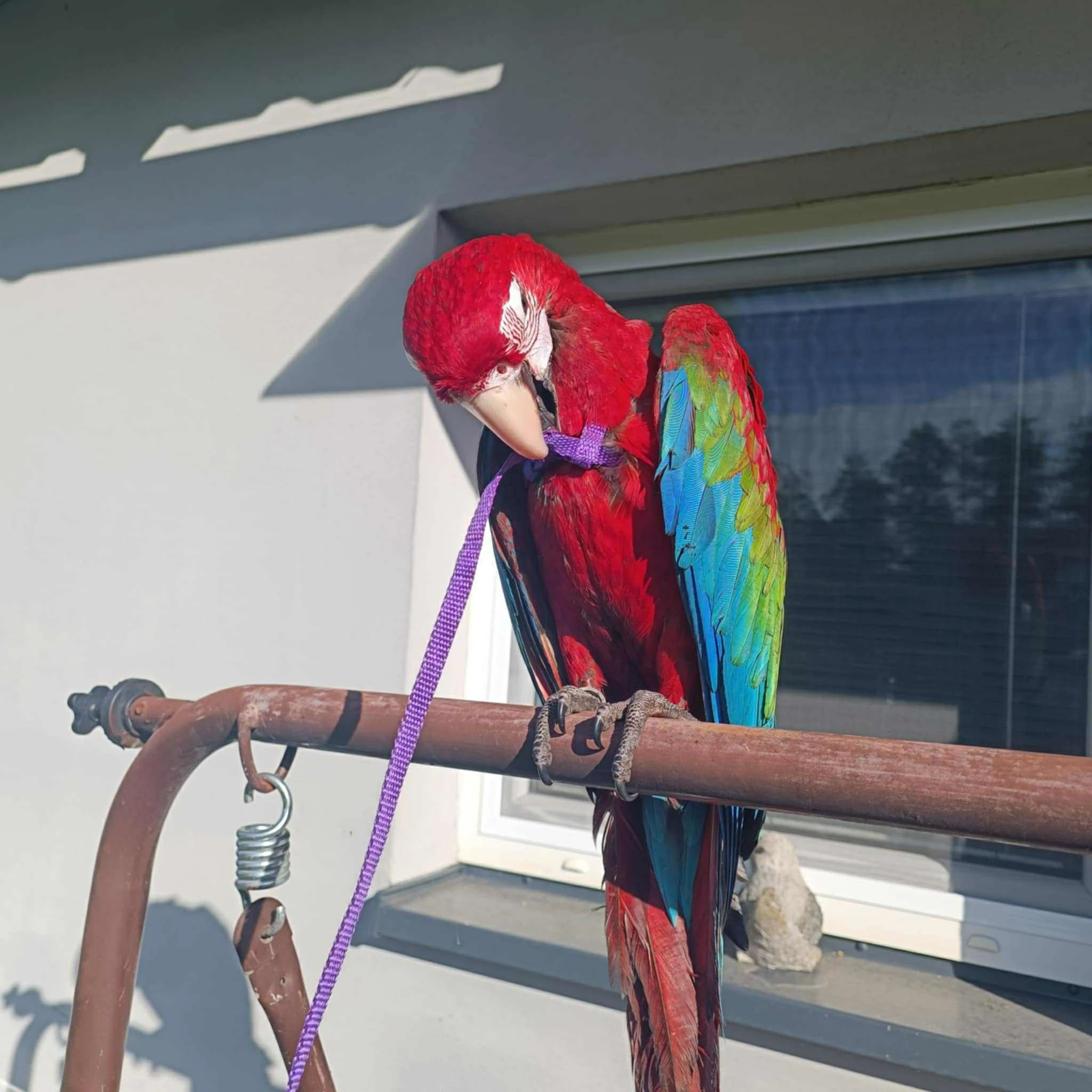 Ara zelenokridla mazlíček