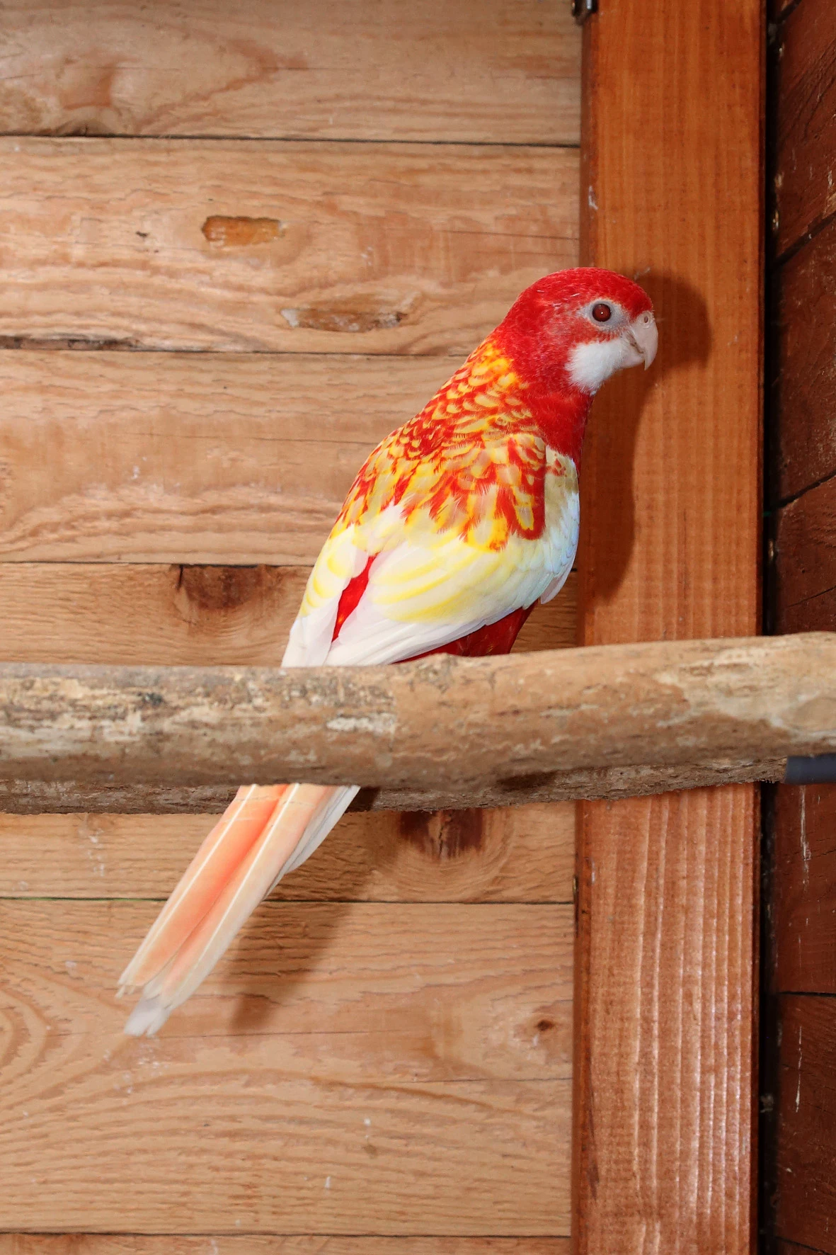 Rosela pestrá rubino