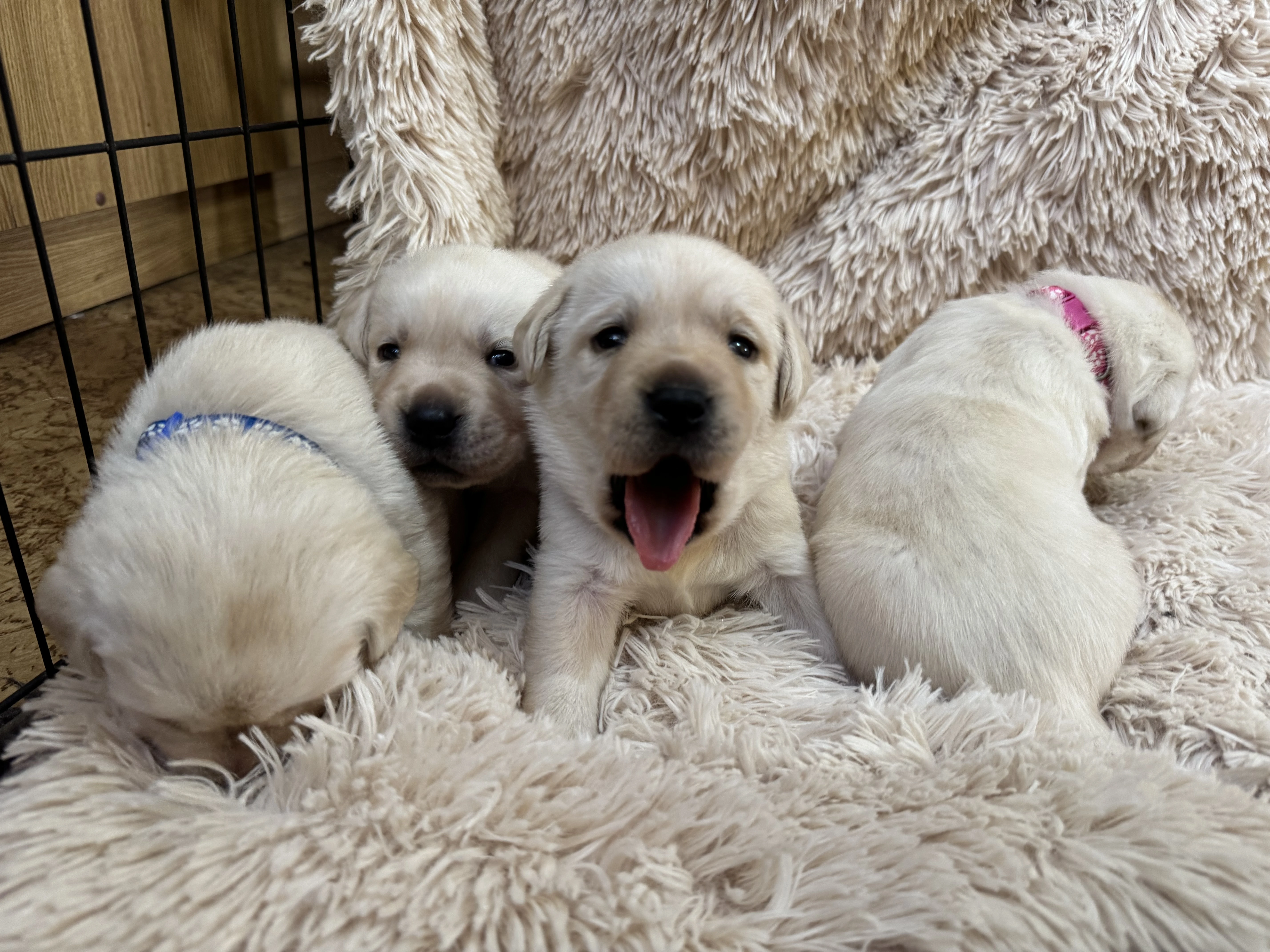 Štěňátka Labradorský retriever s PP