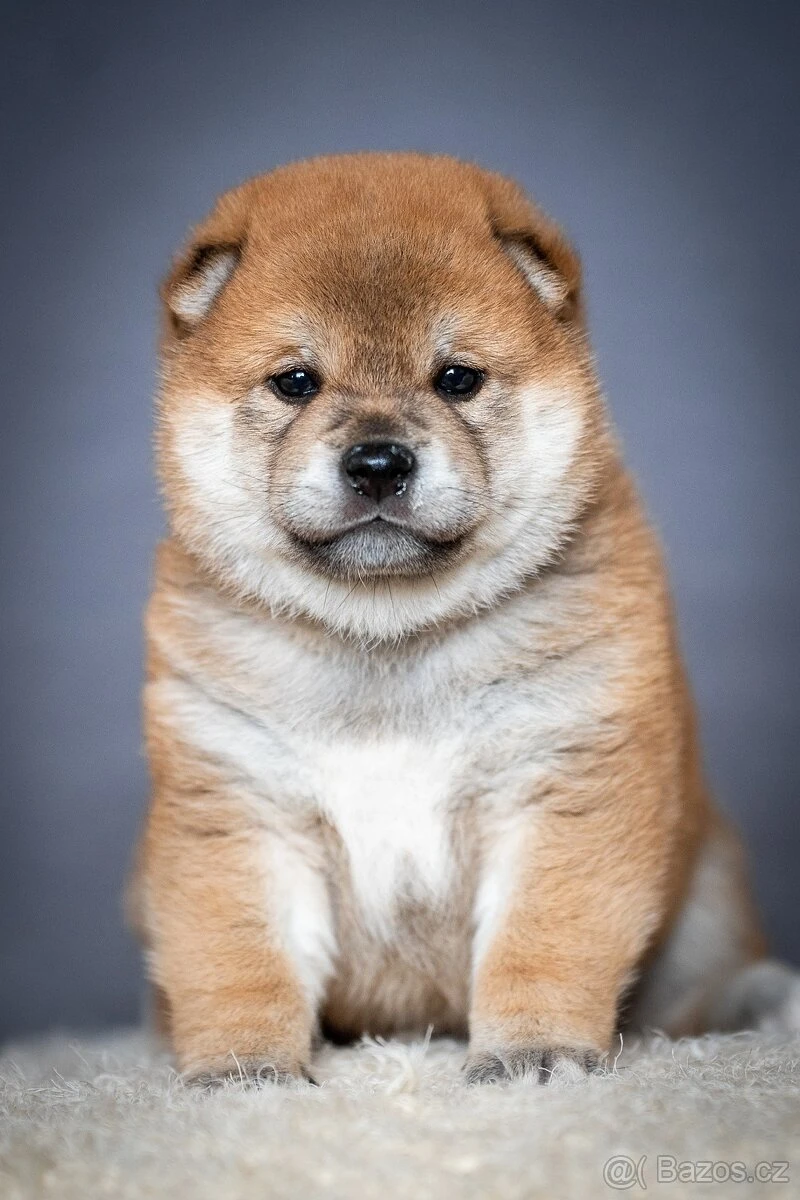 Štěňě Shiba Inu s PP čmku/fci