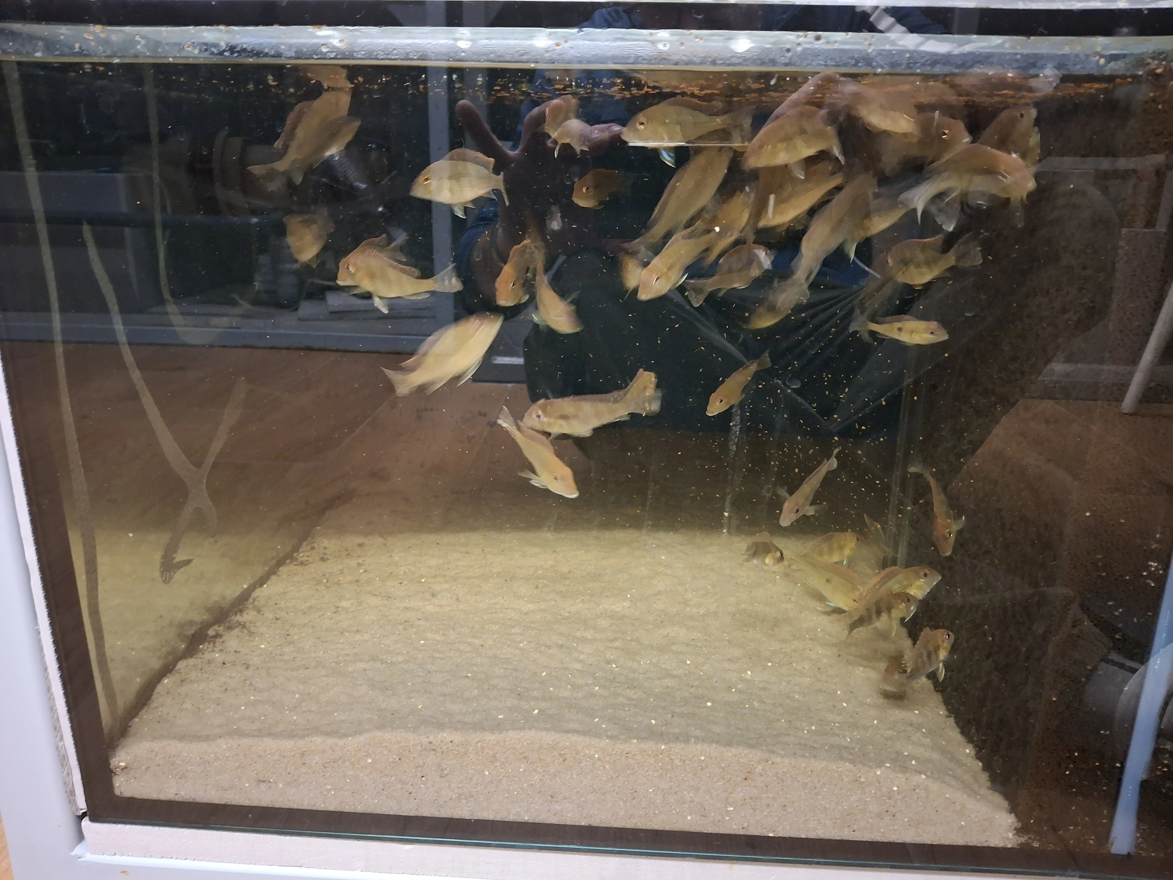 Geophagus tapajos red head