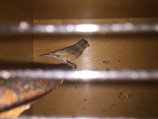 Čížek ohnivý samec - kříženec v mutaci červený jaspis