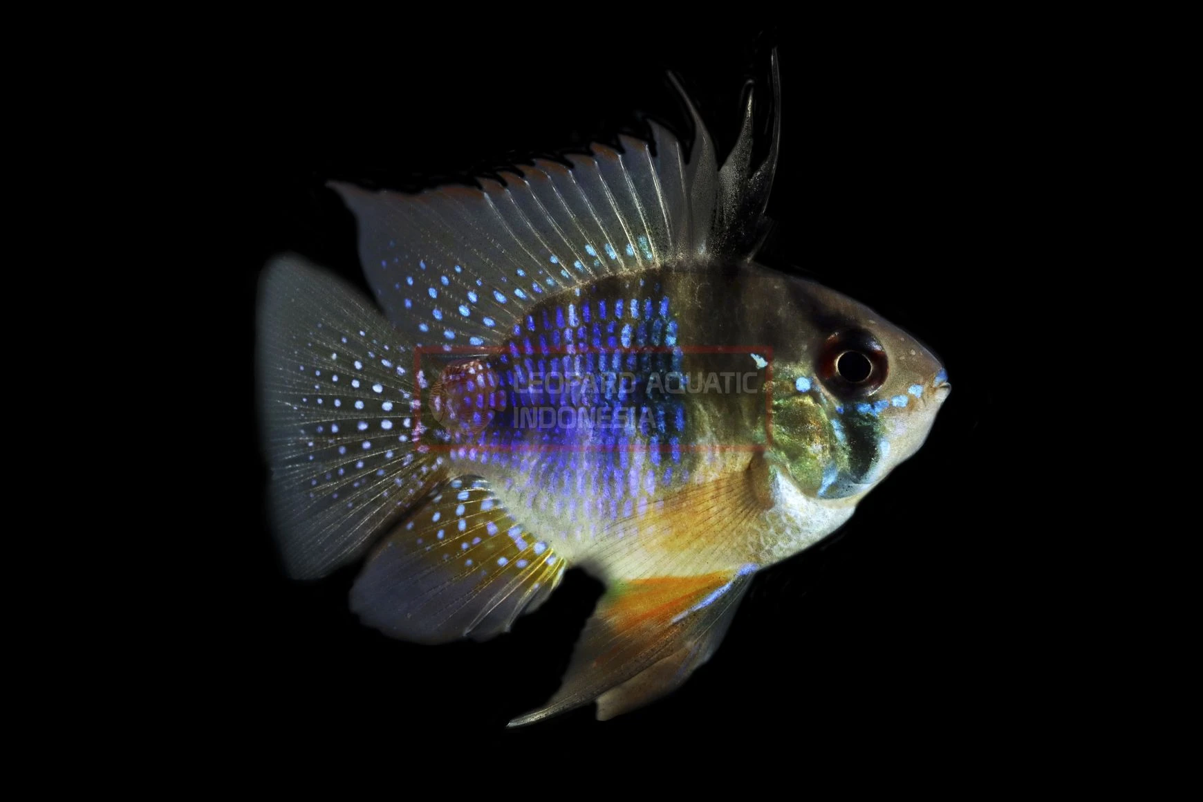 Cichlidka Ramirezova var. balloon