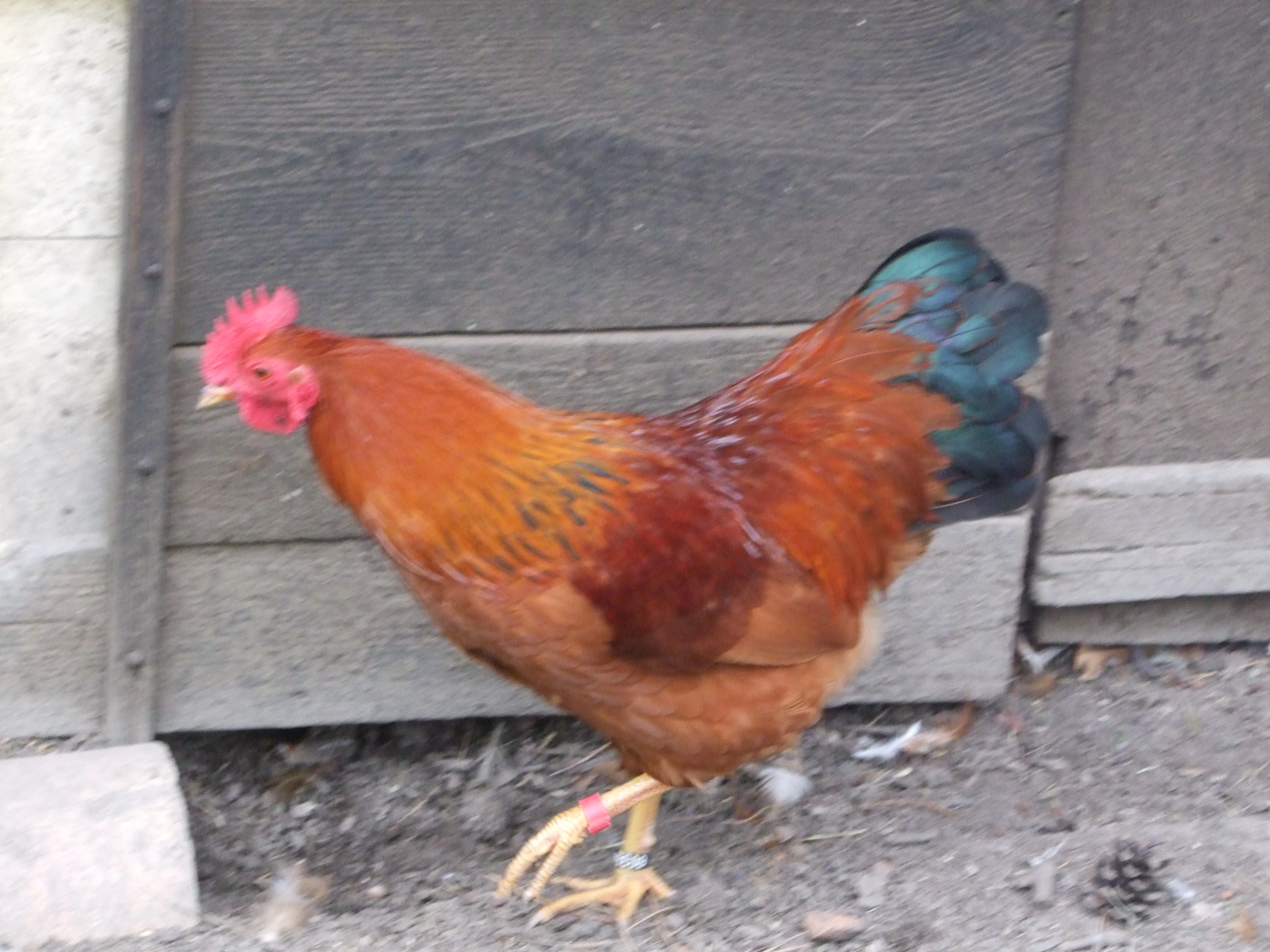 Zakrslé hempšírky