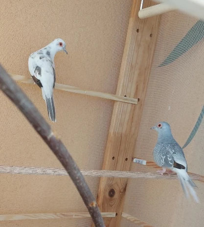 Pár diamantovych holoubku