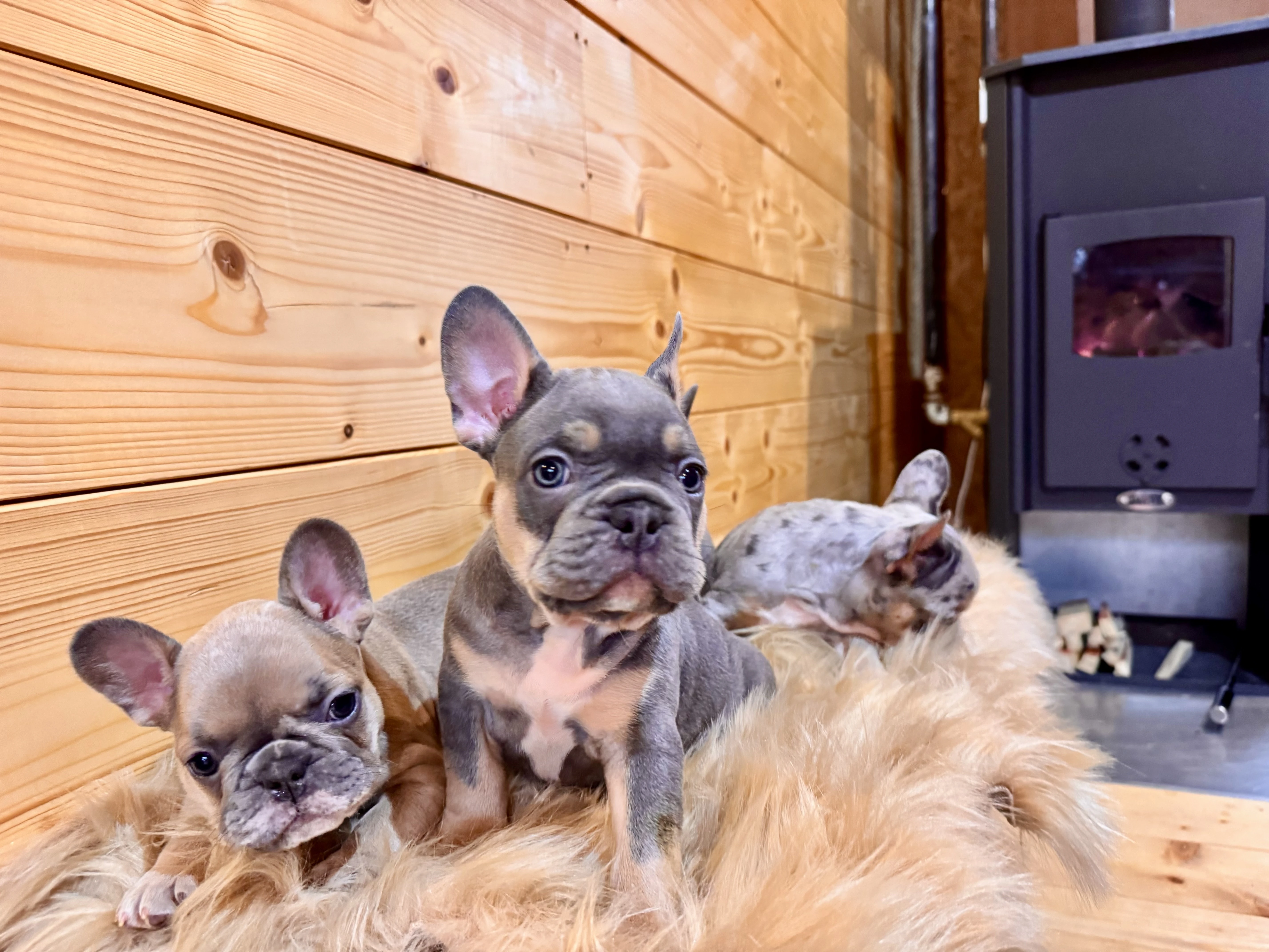 Francouzský buldoček