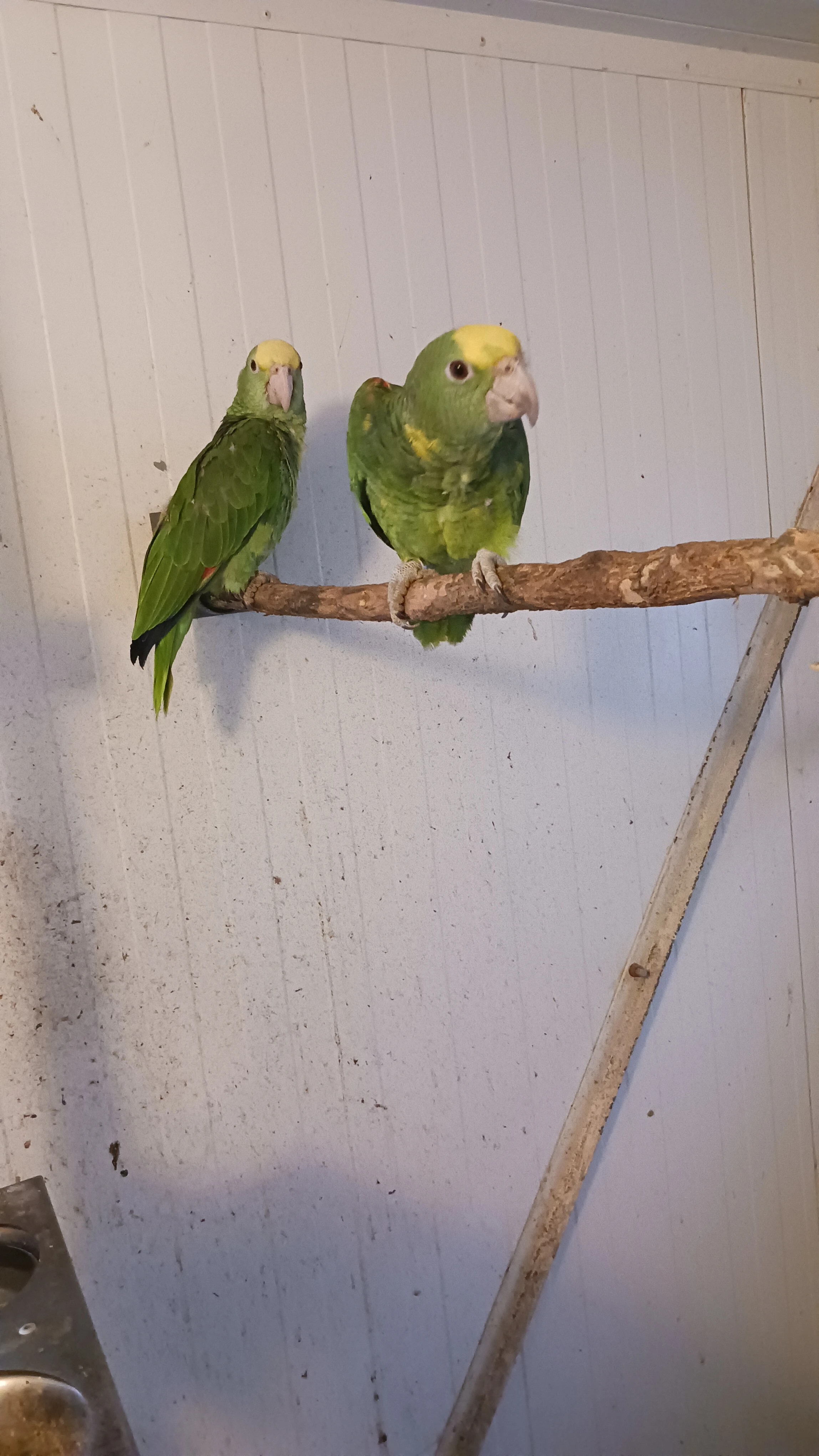 Amazoňan velký - oratrix