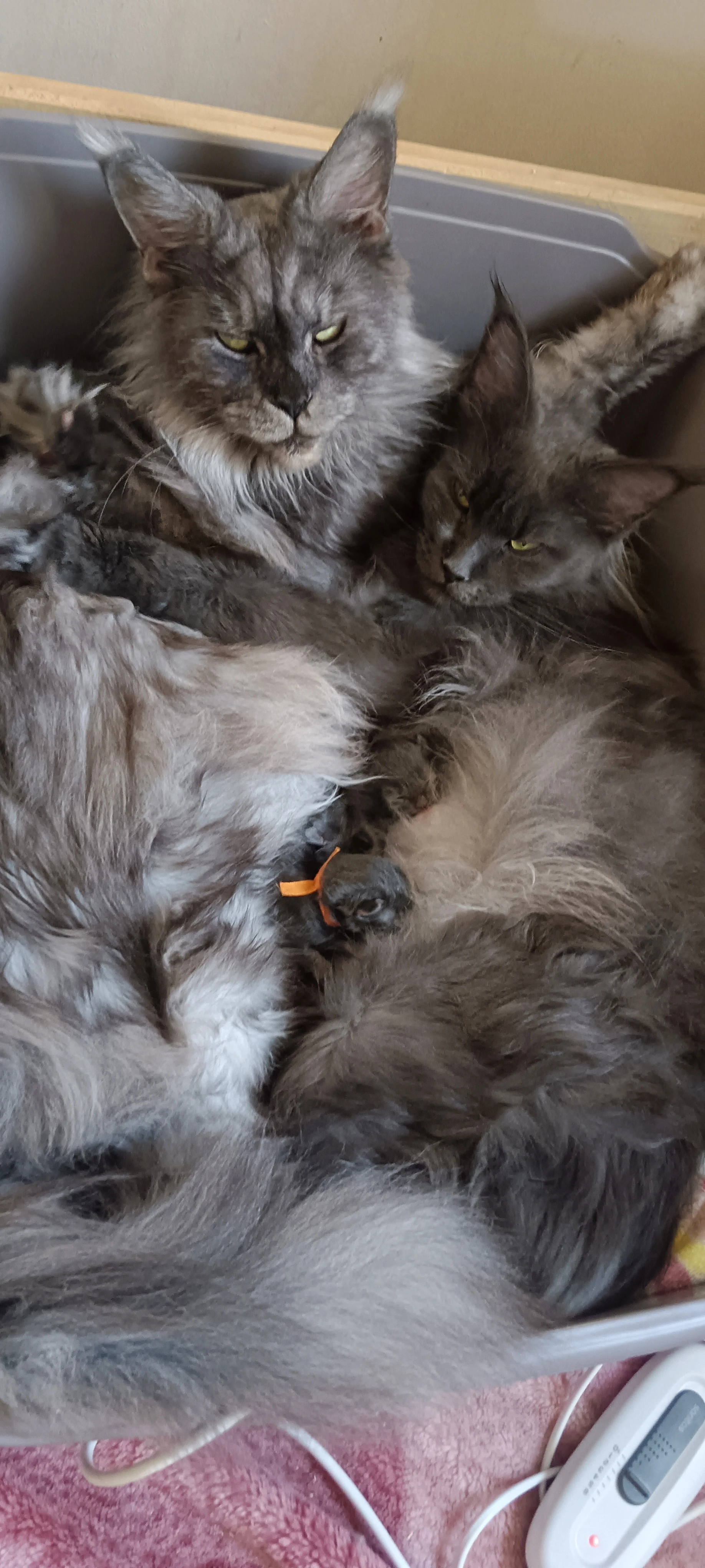 Nabízím koťátka něžného obra s PP