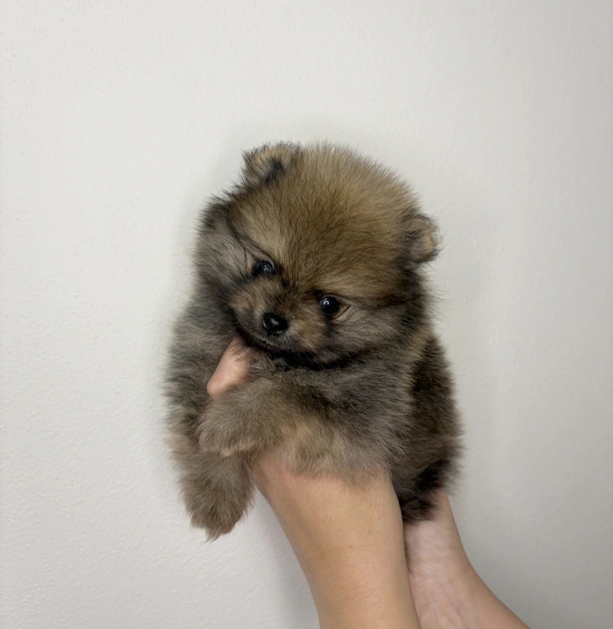 Štěňata pomeraniana s PP FCI