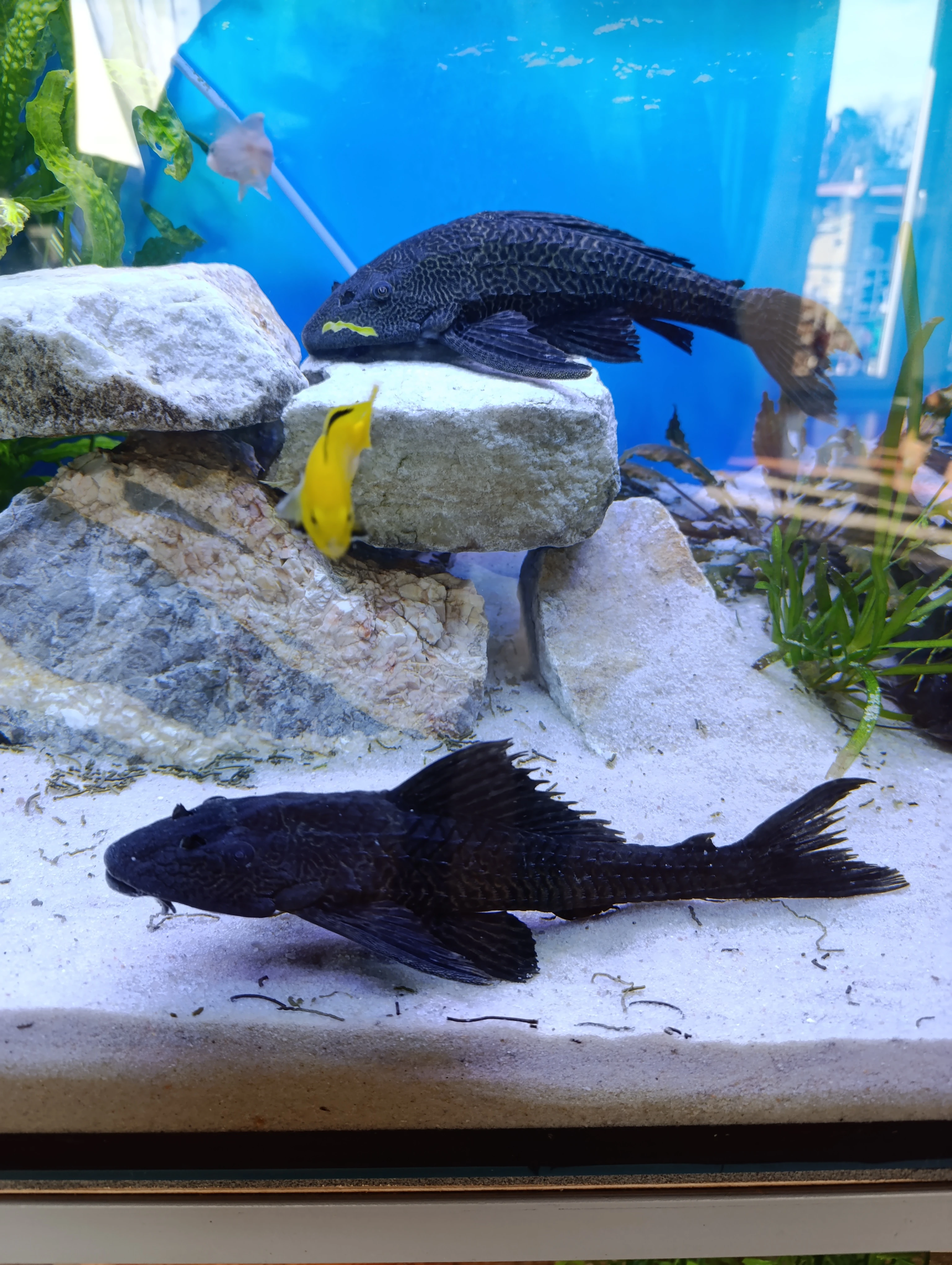 Prodám levně Glyptoperichthys gibbiceps