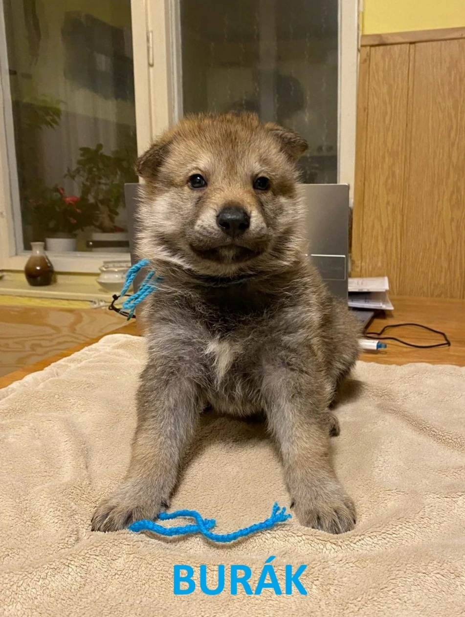 Československý vlčák - štěňata "z Tajemné zahrady"