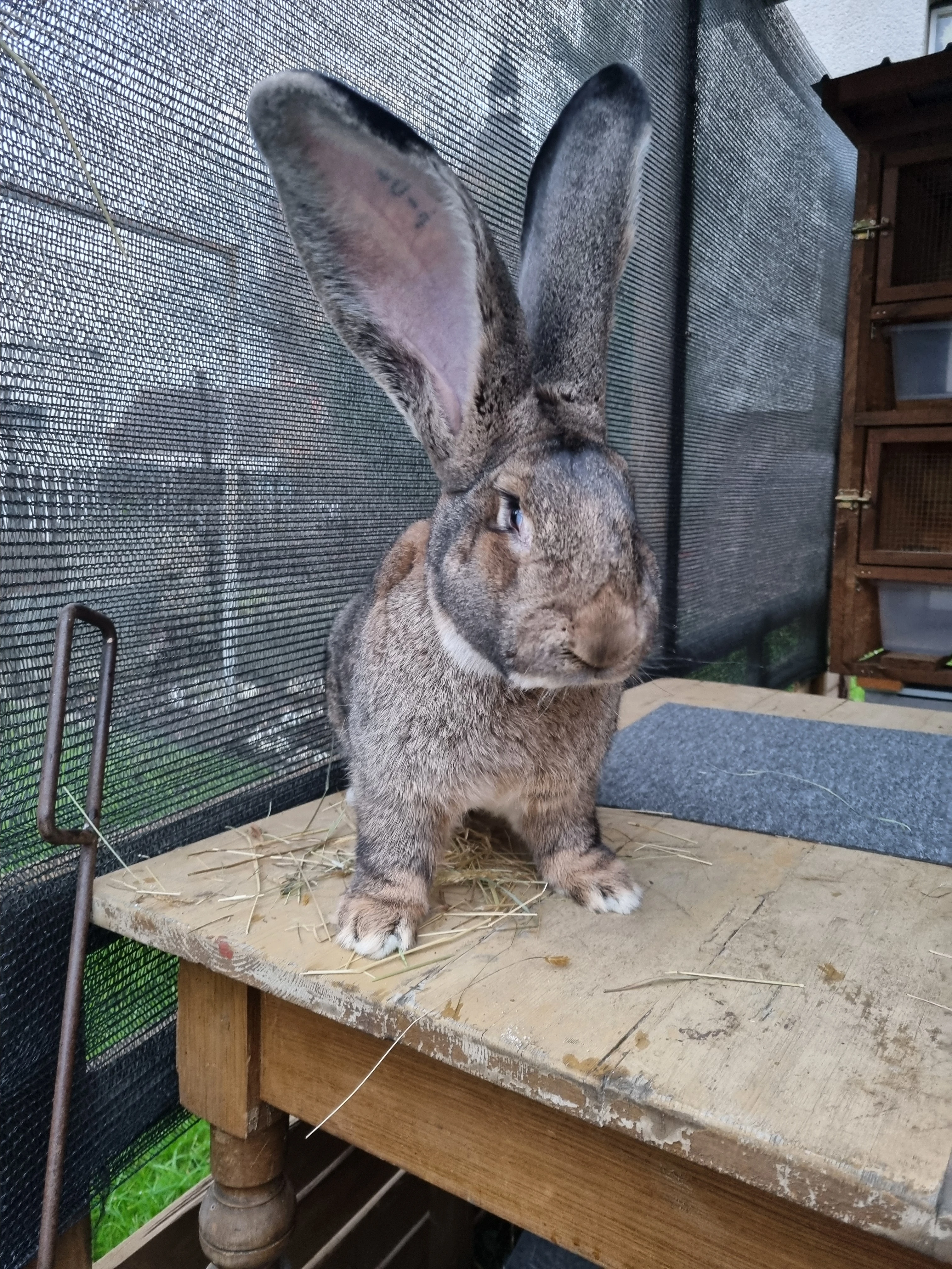 BO div samec a samice