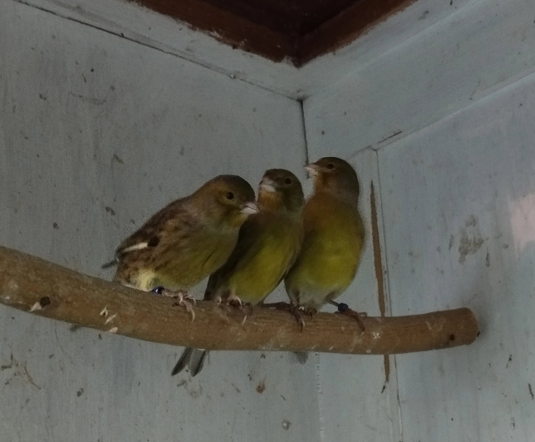 Kanár zelený žíhaný r25