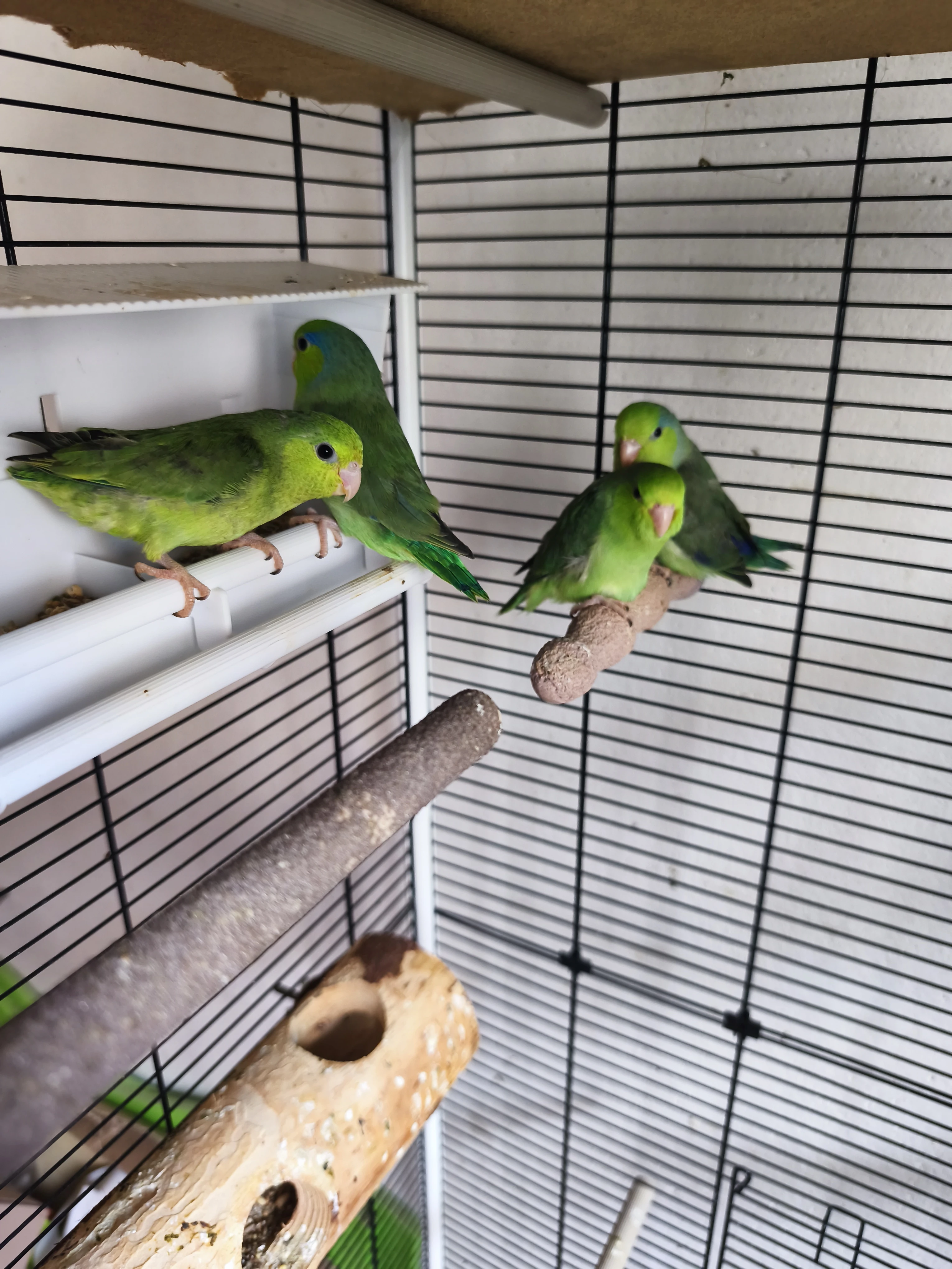 Papoušci šedokřídlý