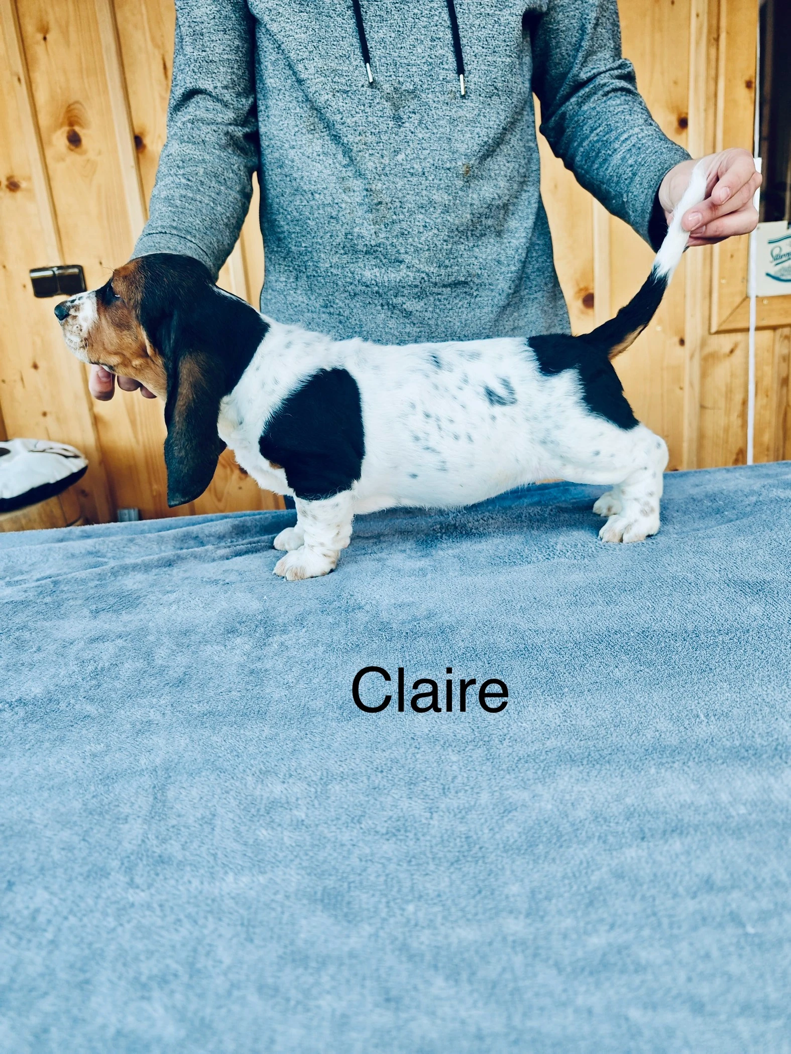 Poslední volná fenka