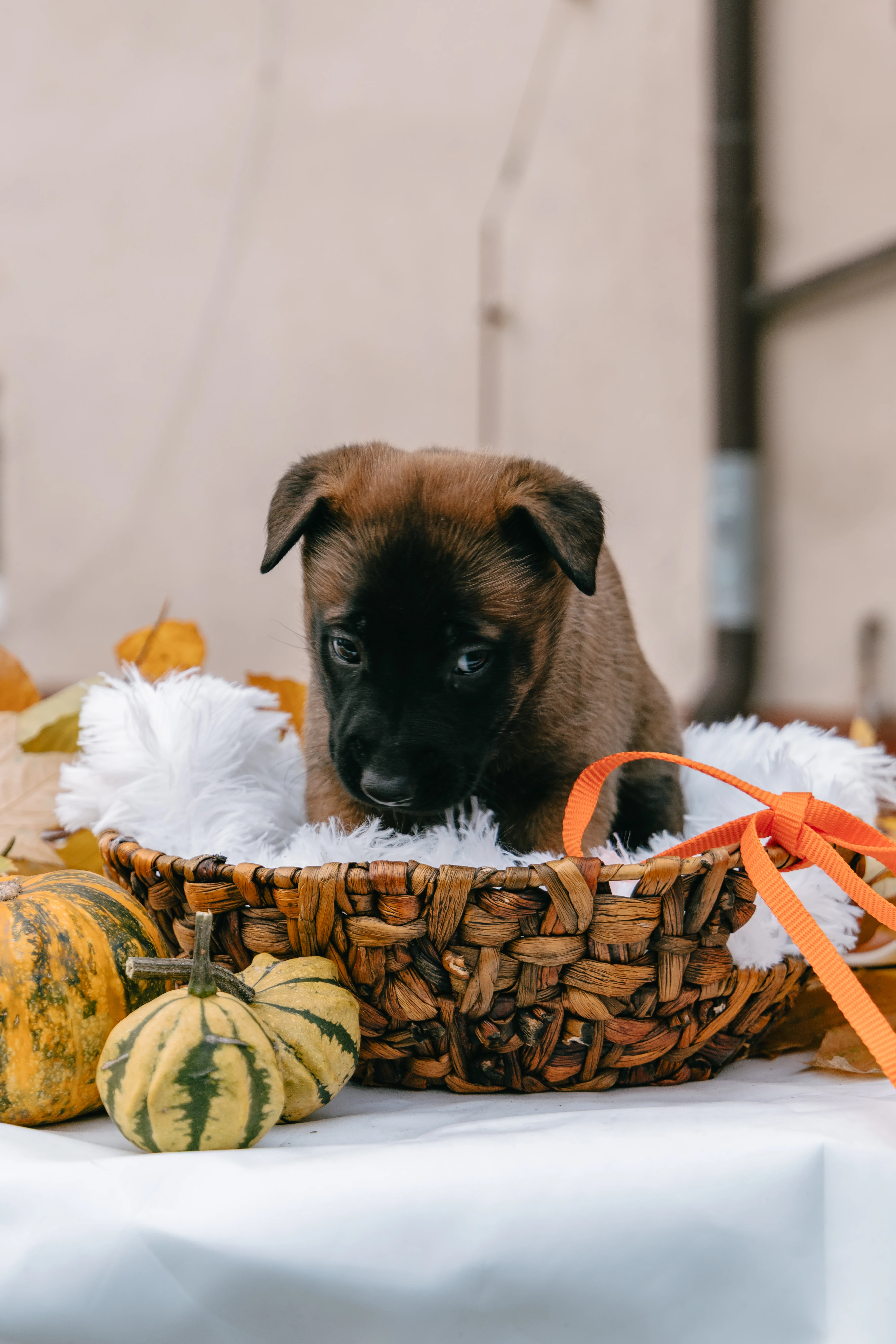 Aywa Raspberry od Černé věže - fena belgický ovčák malinois s PP