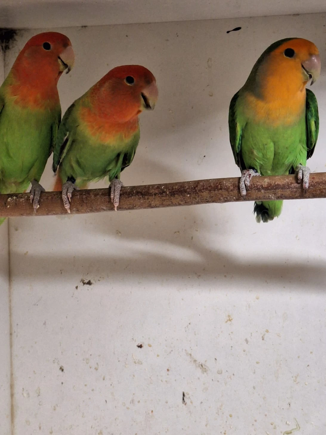 Prodám Agapornis růžohdlý opalín zelený, oranžolící