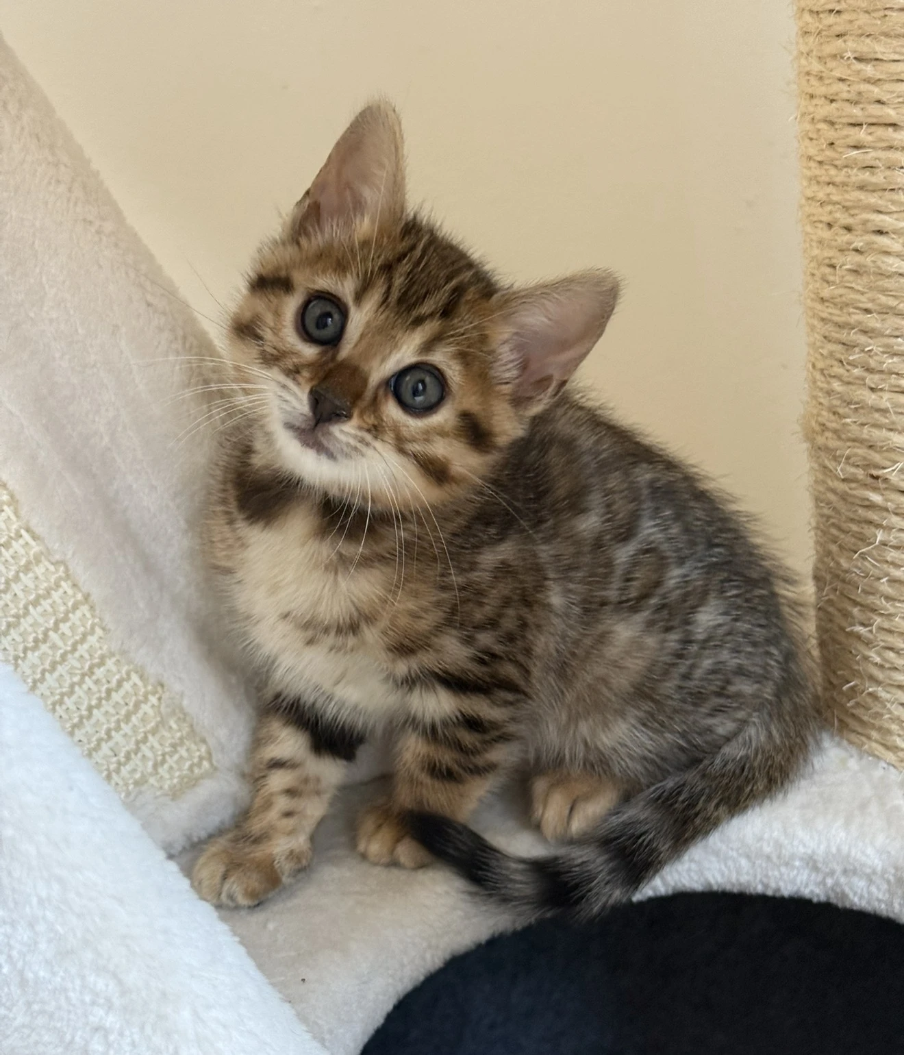 Bengálská hnědá kočička s PP