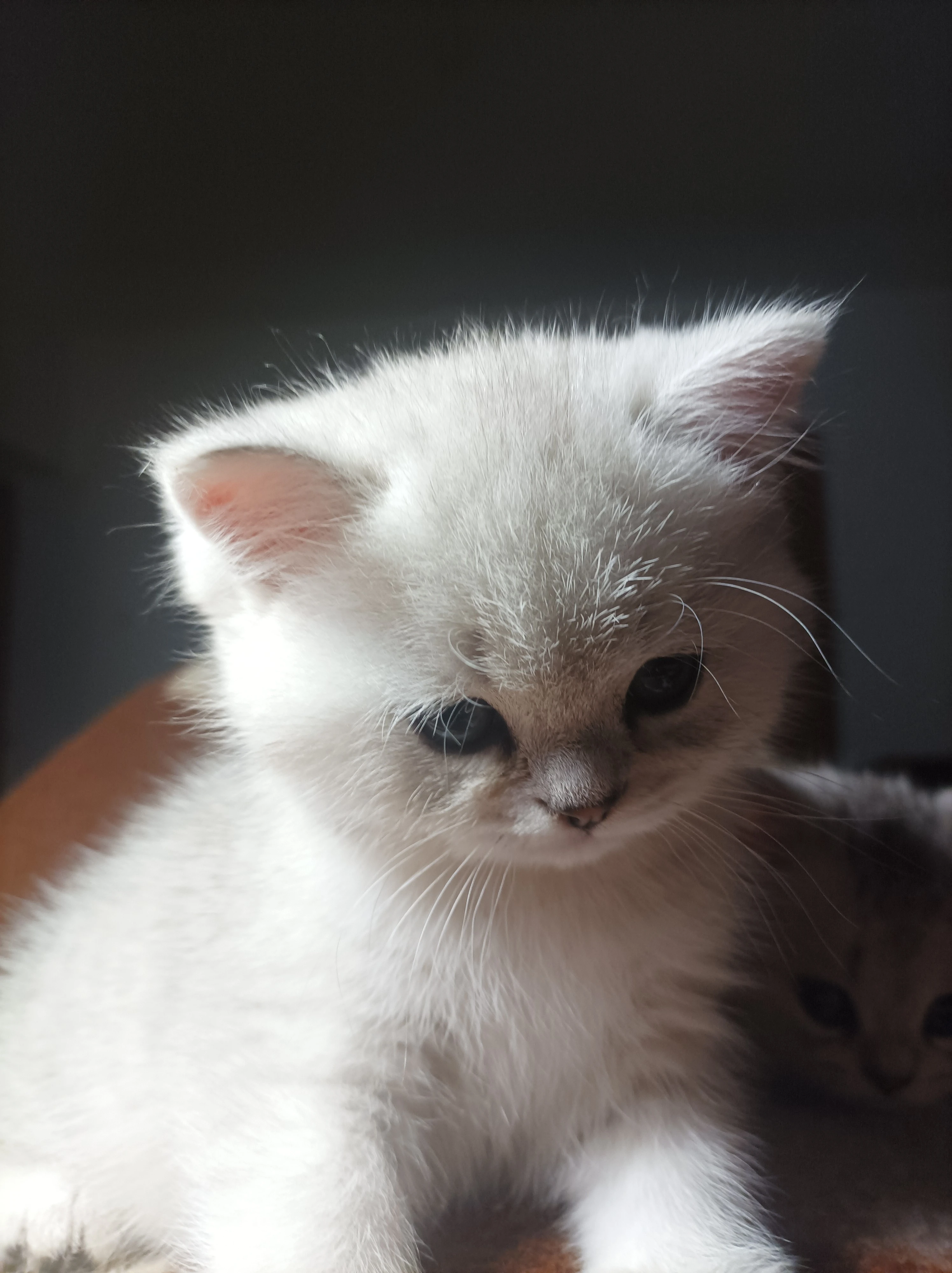 Koťátka v typu britské činčily stříbrné