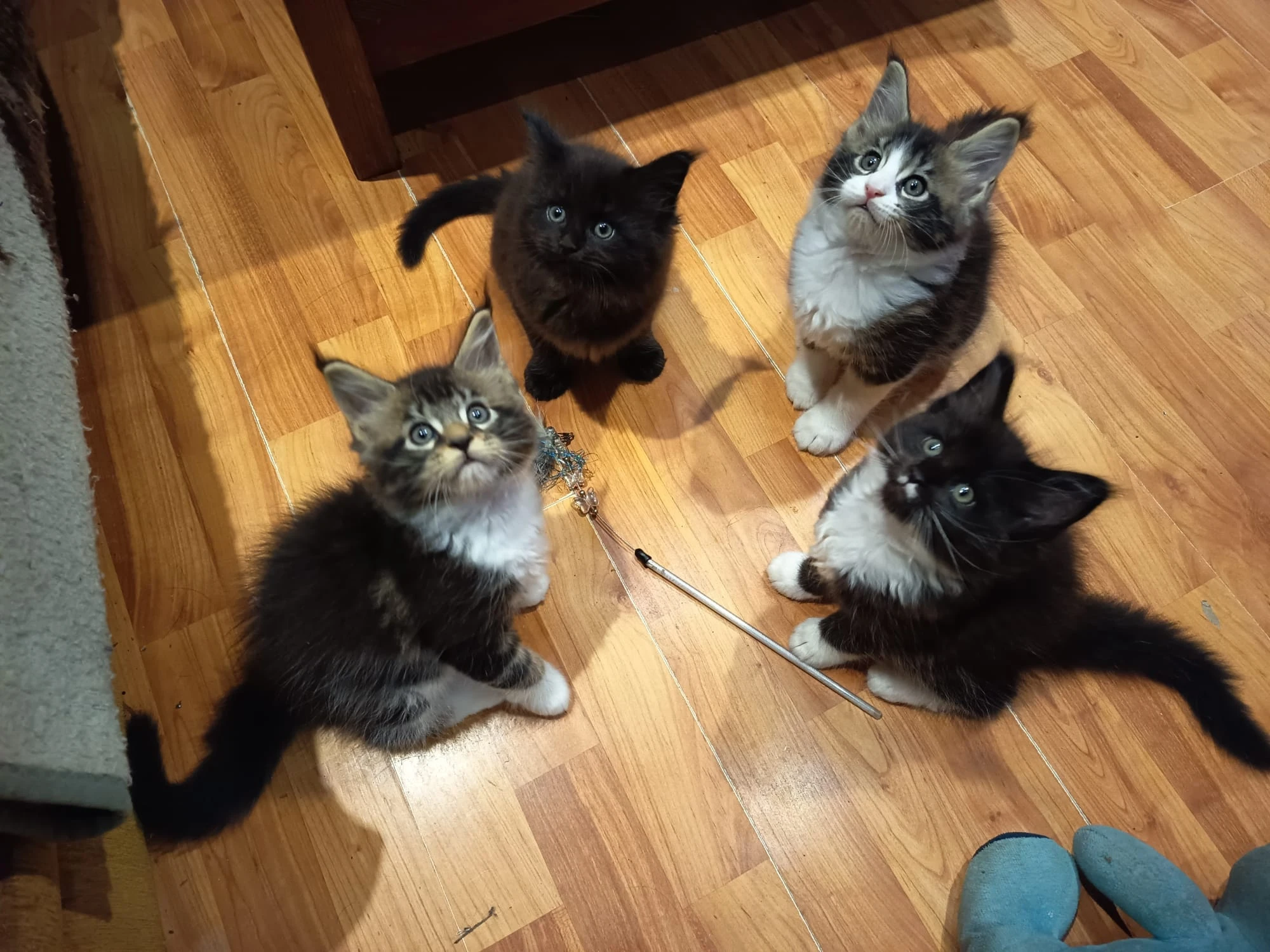 Mainská mývalí koťátka s PP