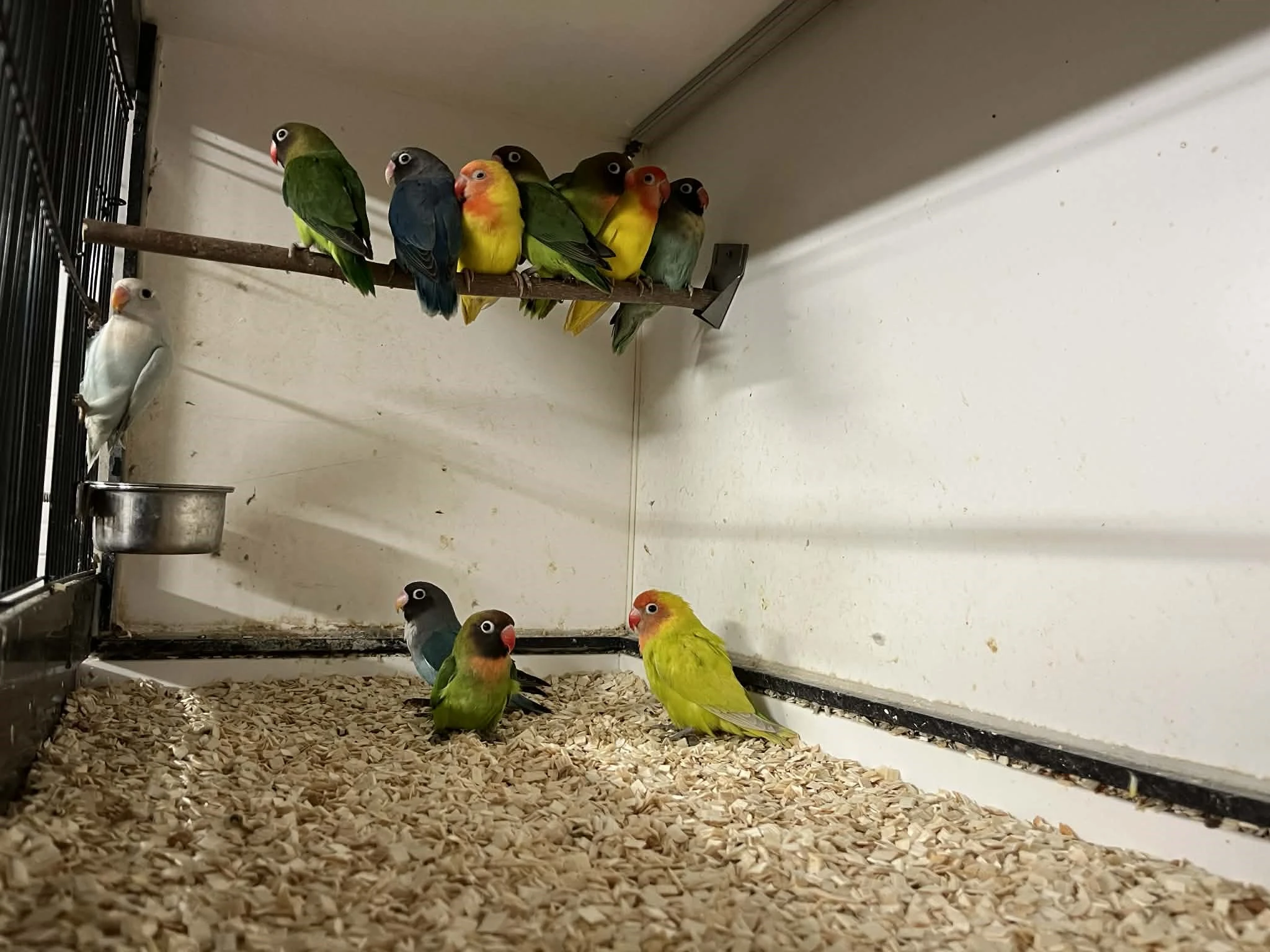 Agapornis Hnědohlavý