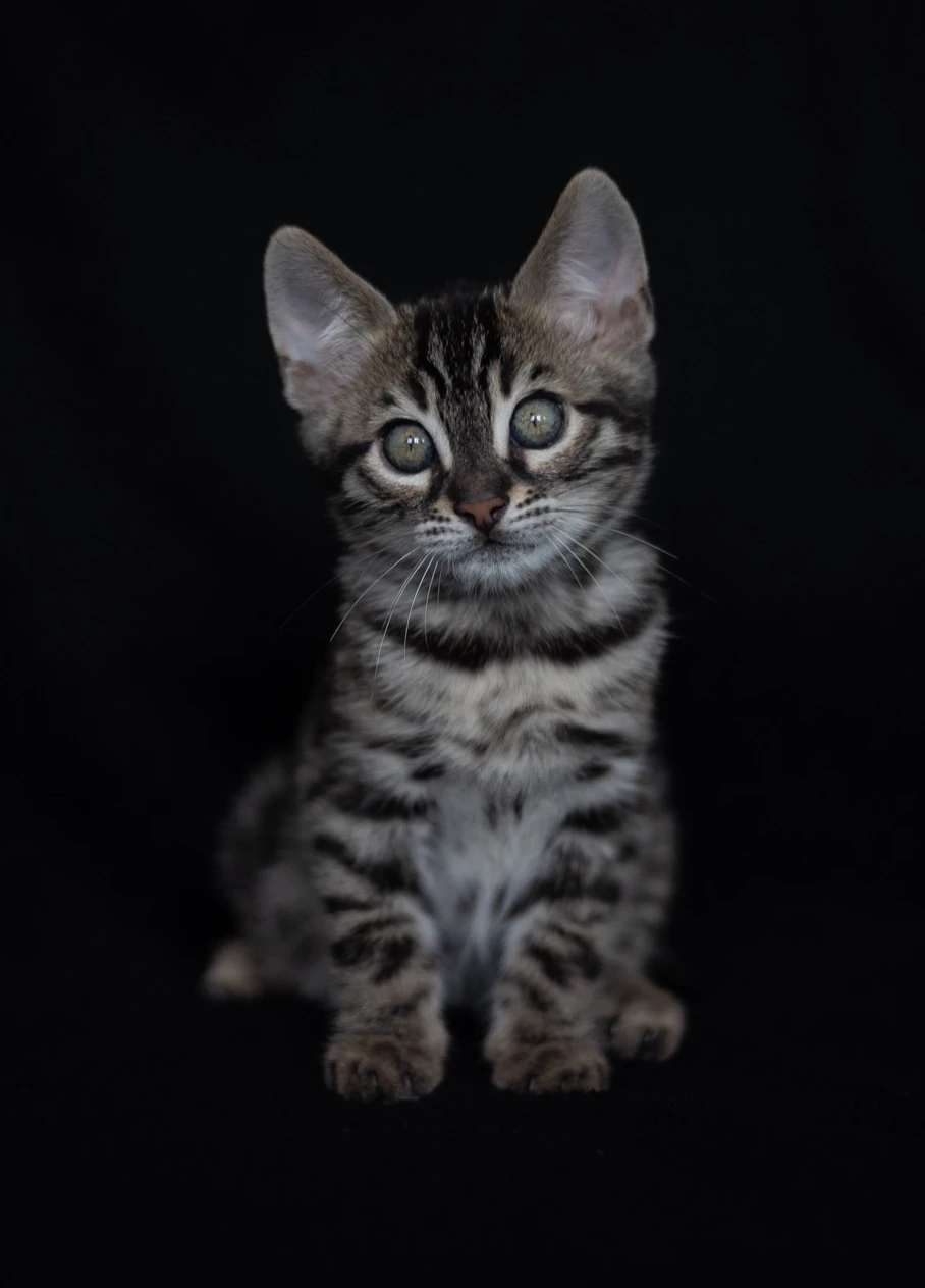 Bengálský charcoal kocourek s PP