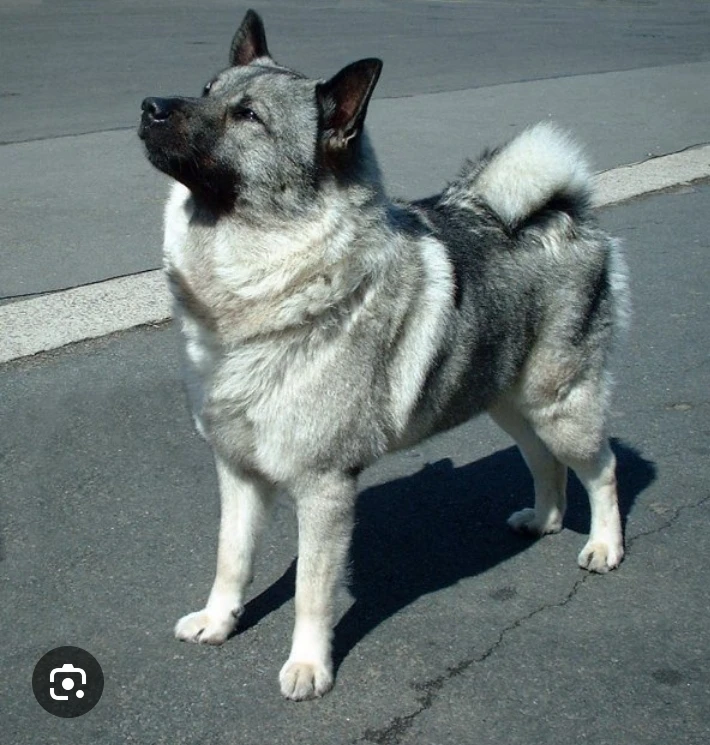 Norský losí pes šedý