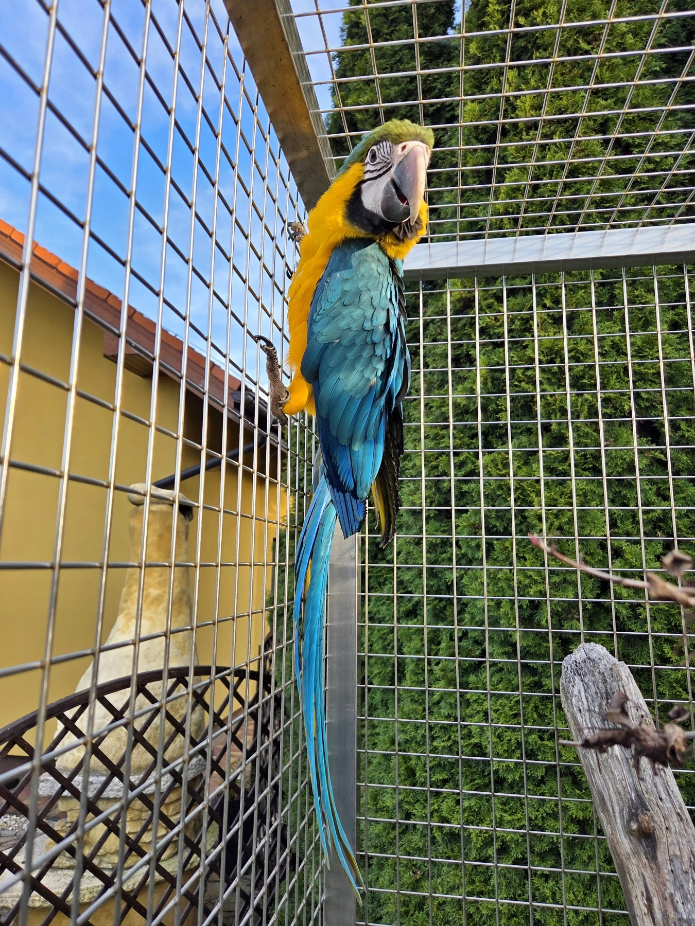 Ara Ararauna – samica 2025