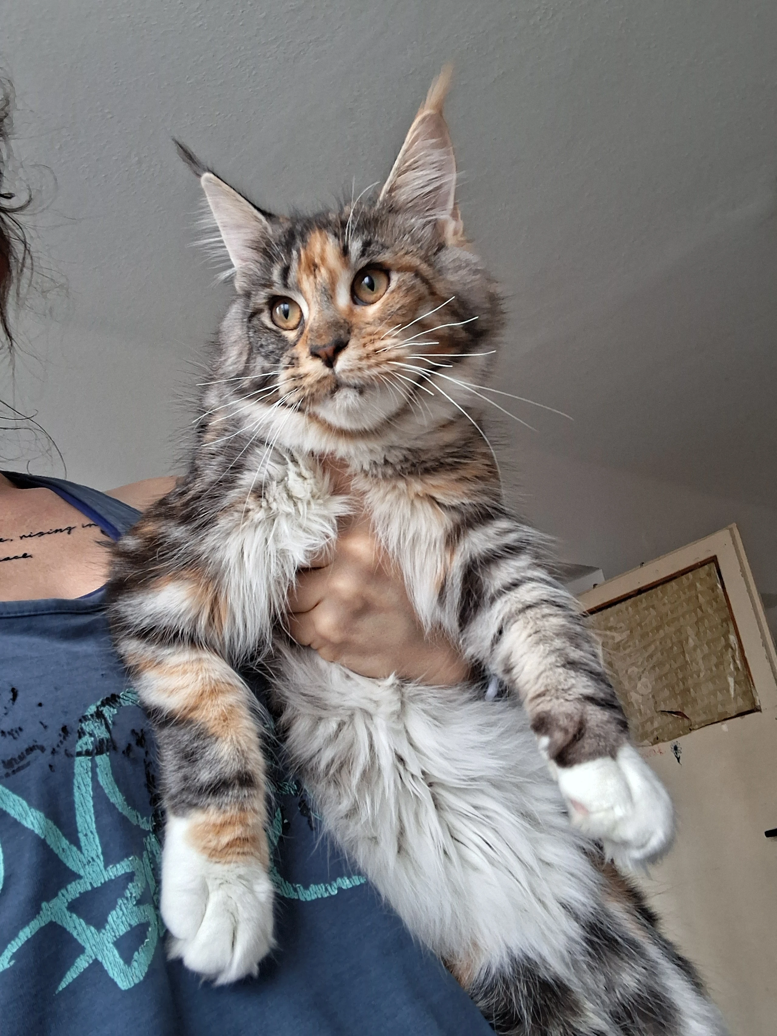 Mainská mývalí kočička