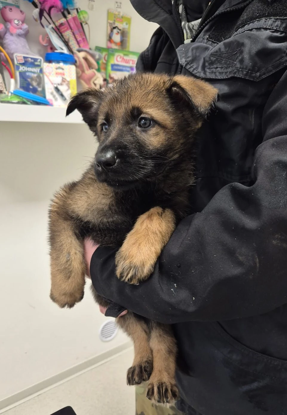 Německý ovčák štěně