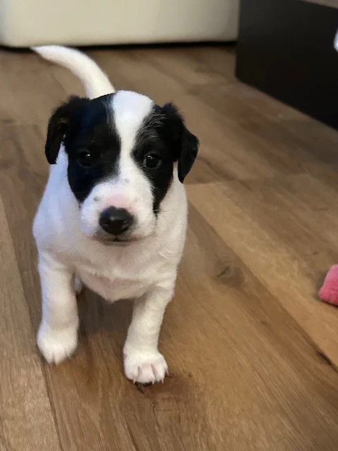 Prodám štěňata foxteriéra hladkosrstého