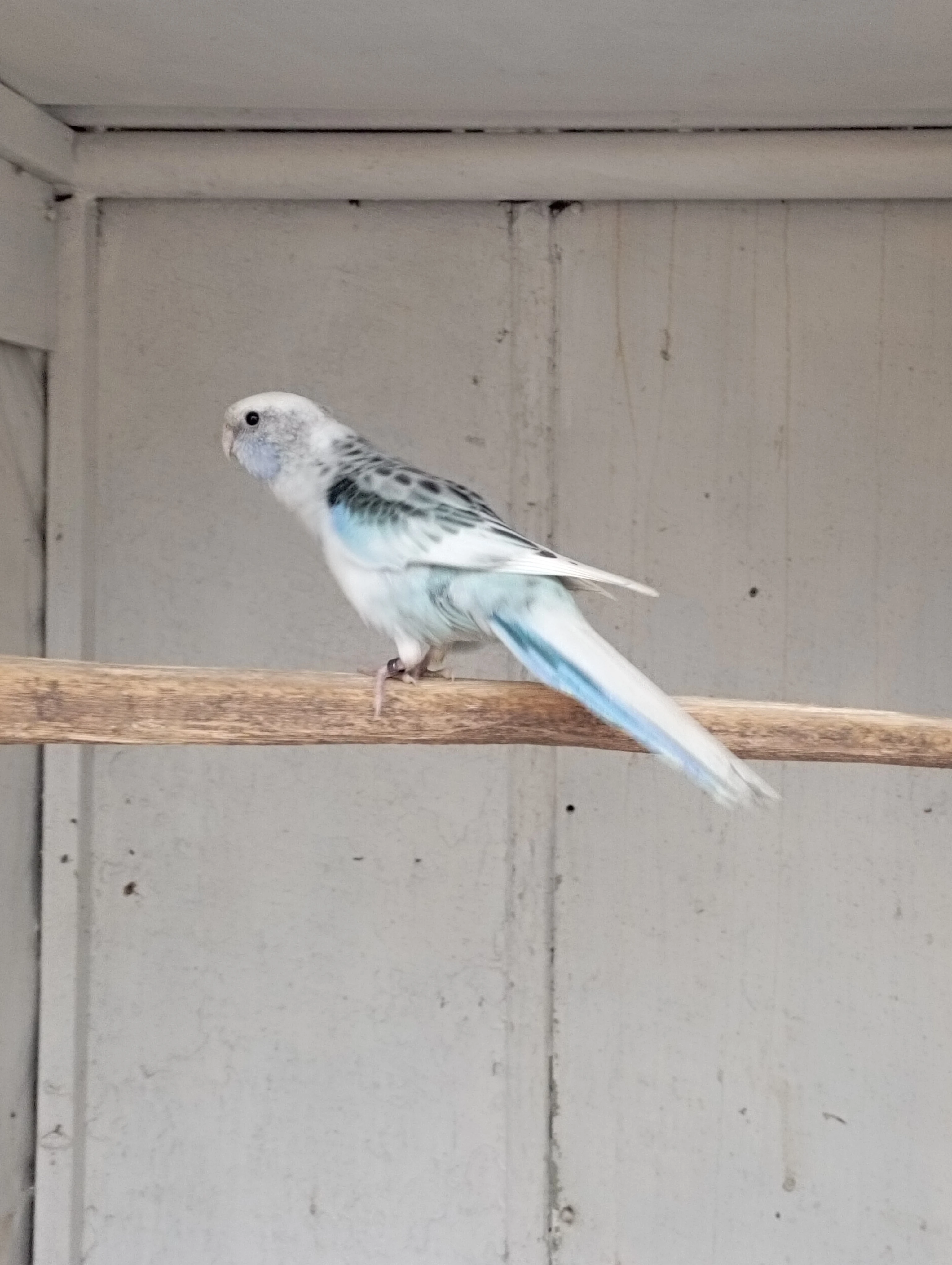 Rosela pestrá straka černá, modrá, zlatá