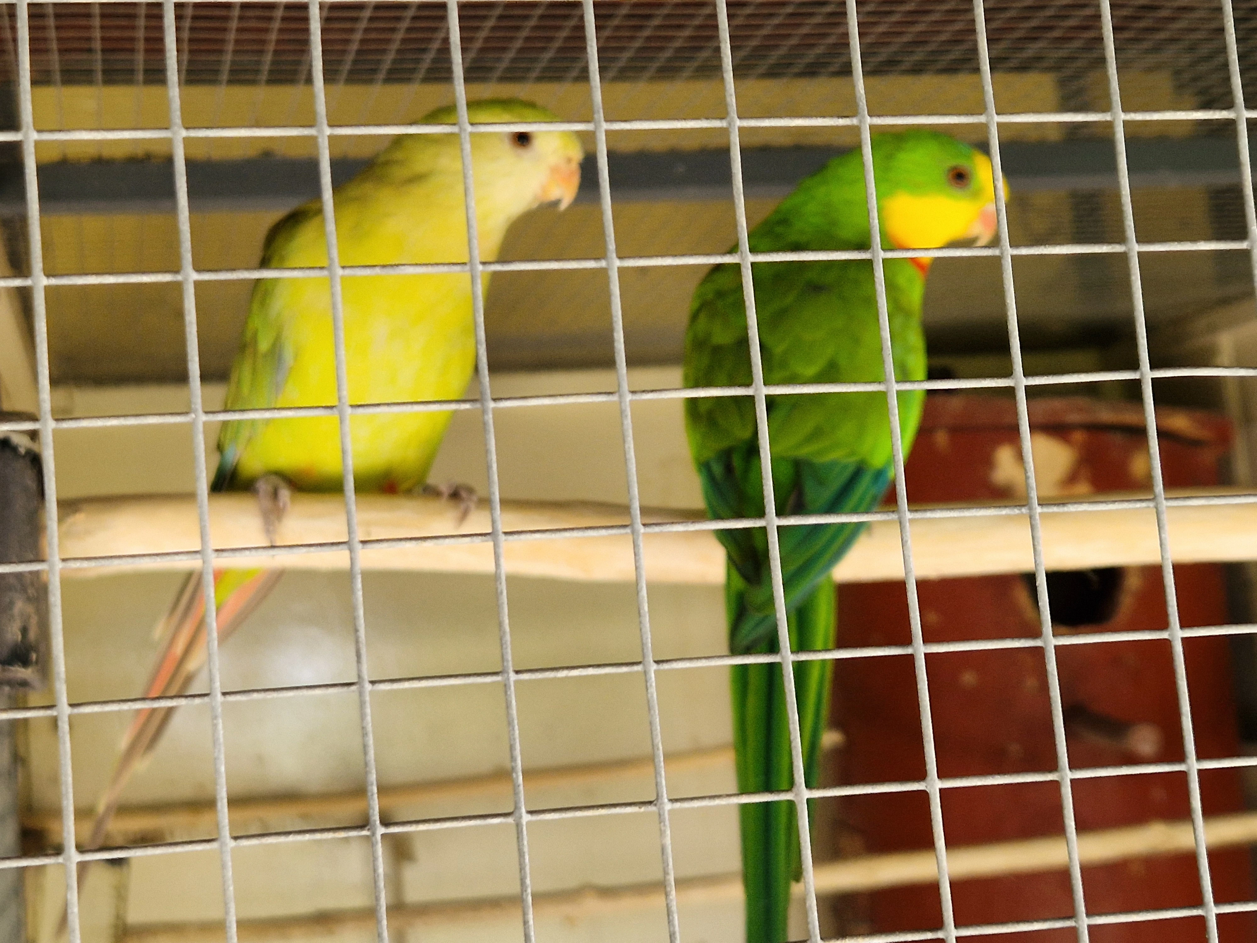 Papoušek nádherný skořice