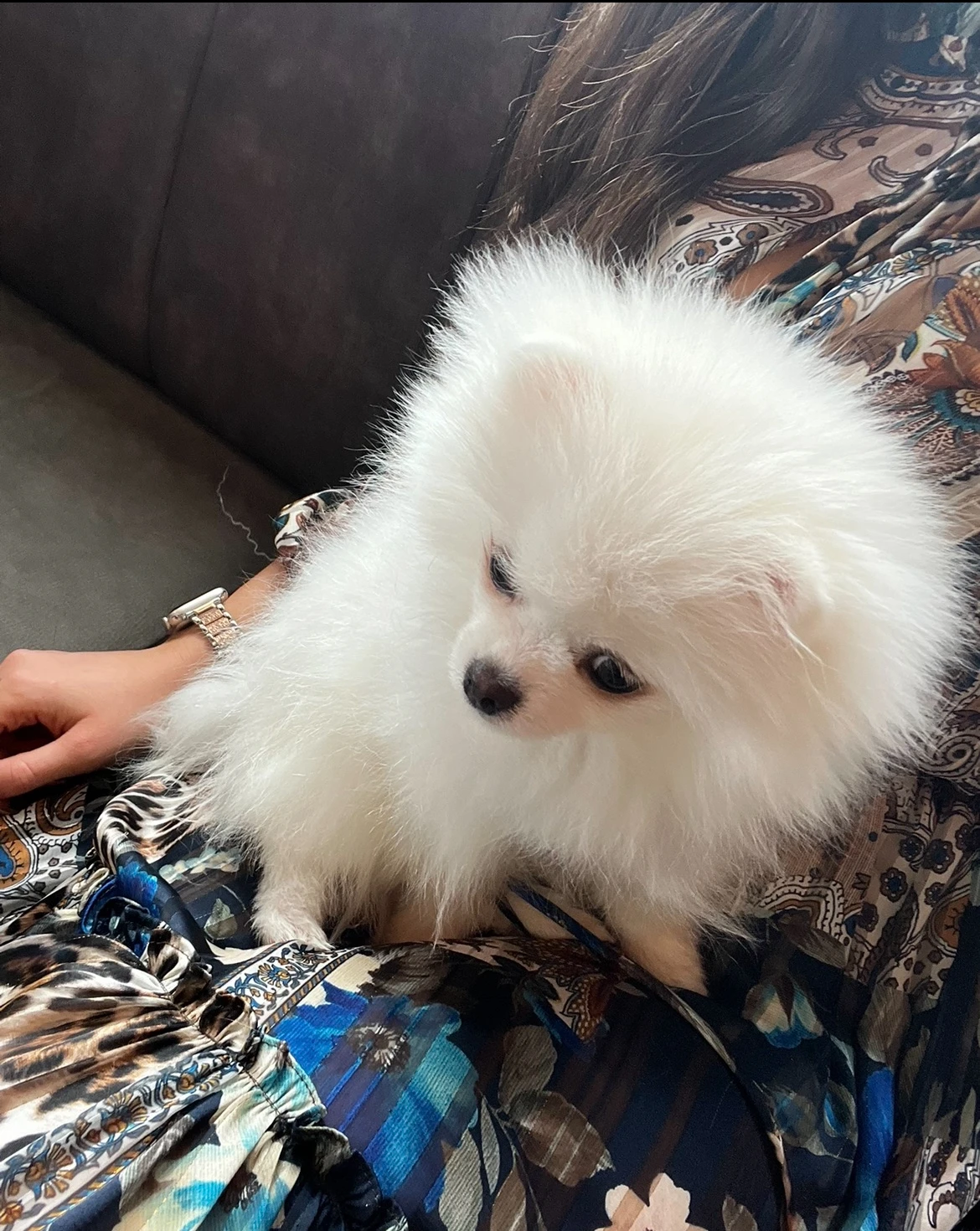 Pomeranian