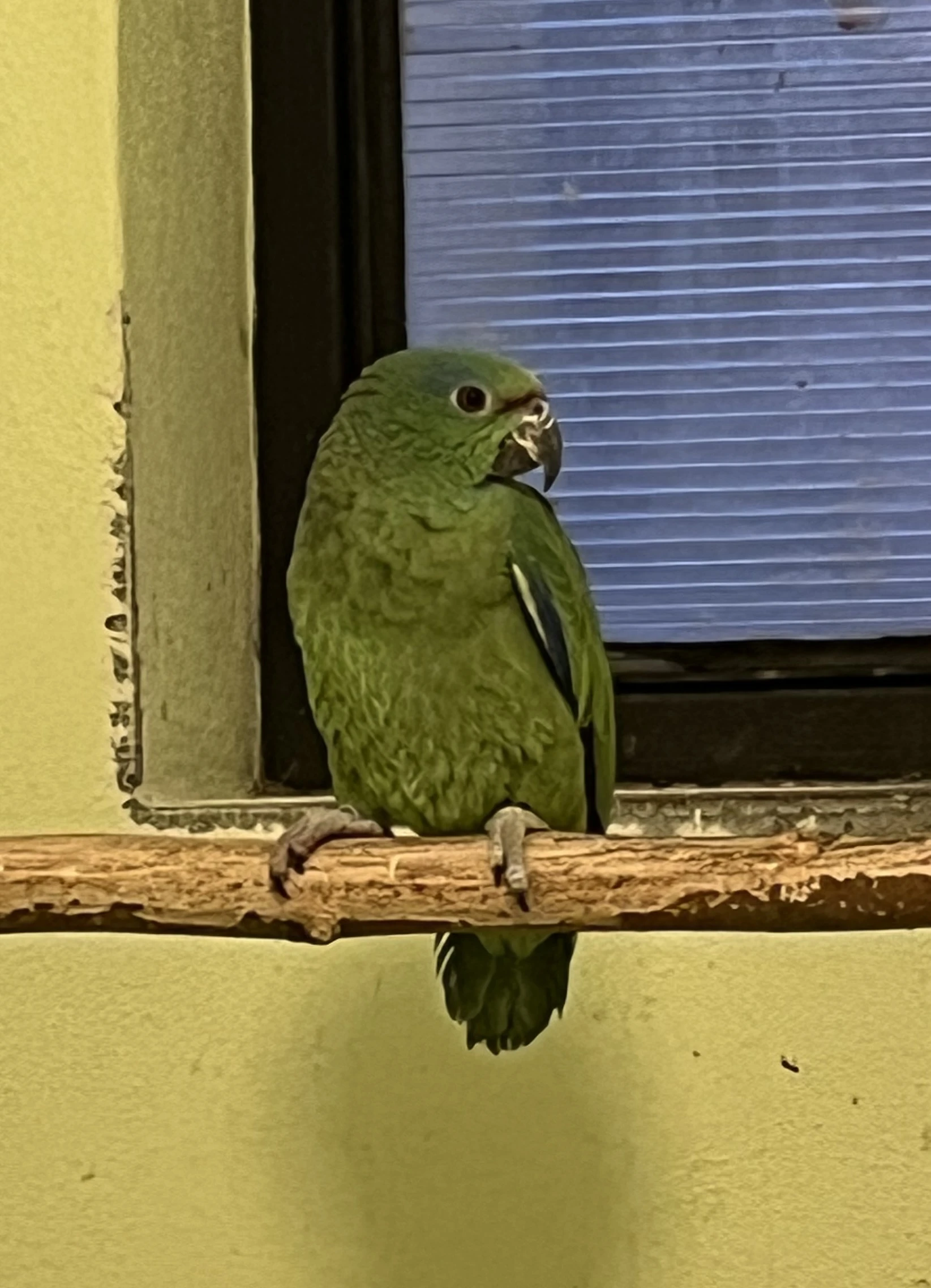 Amazoňan modrobradý festiva